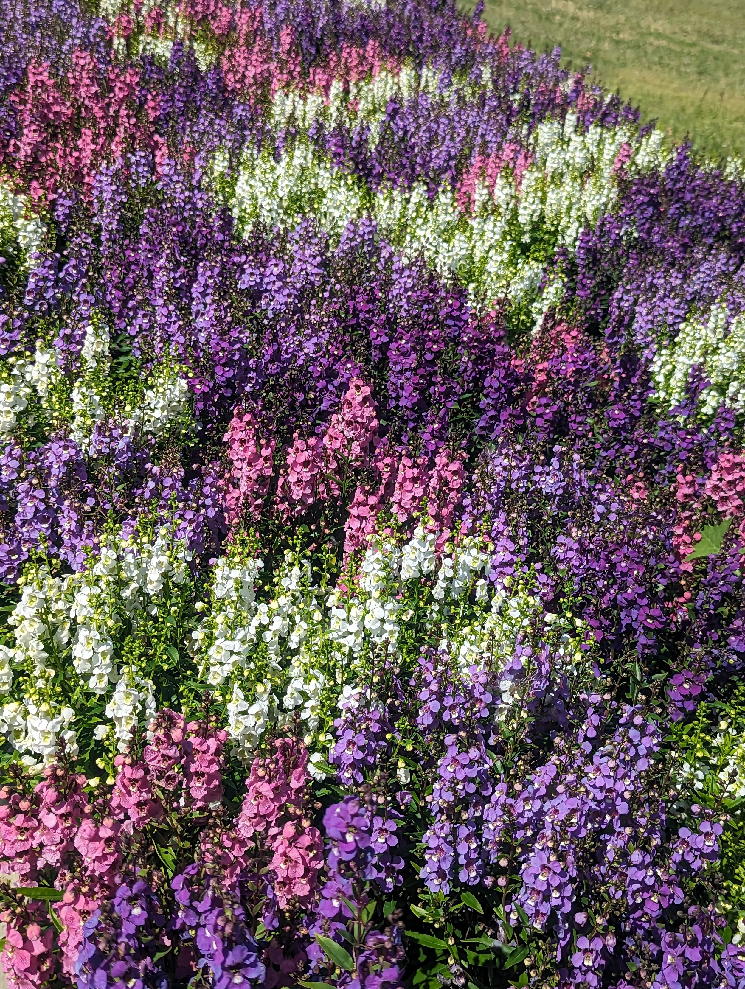 Angelonia