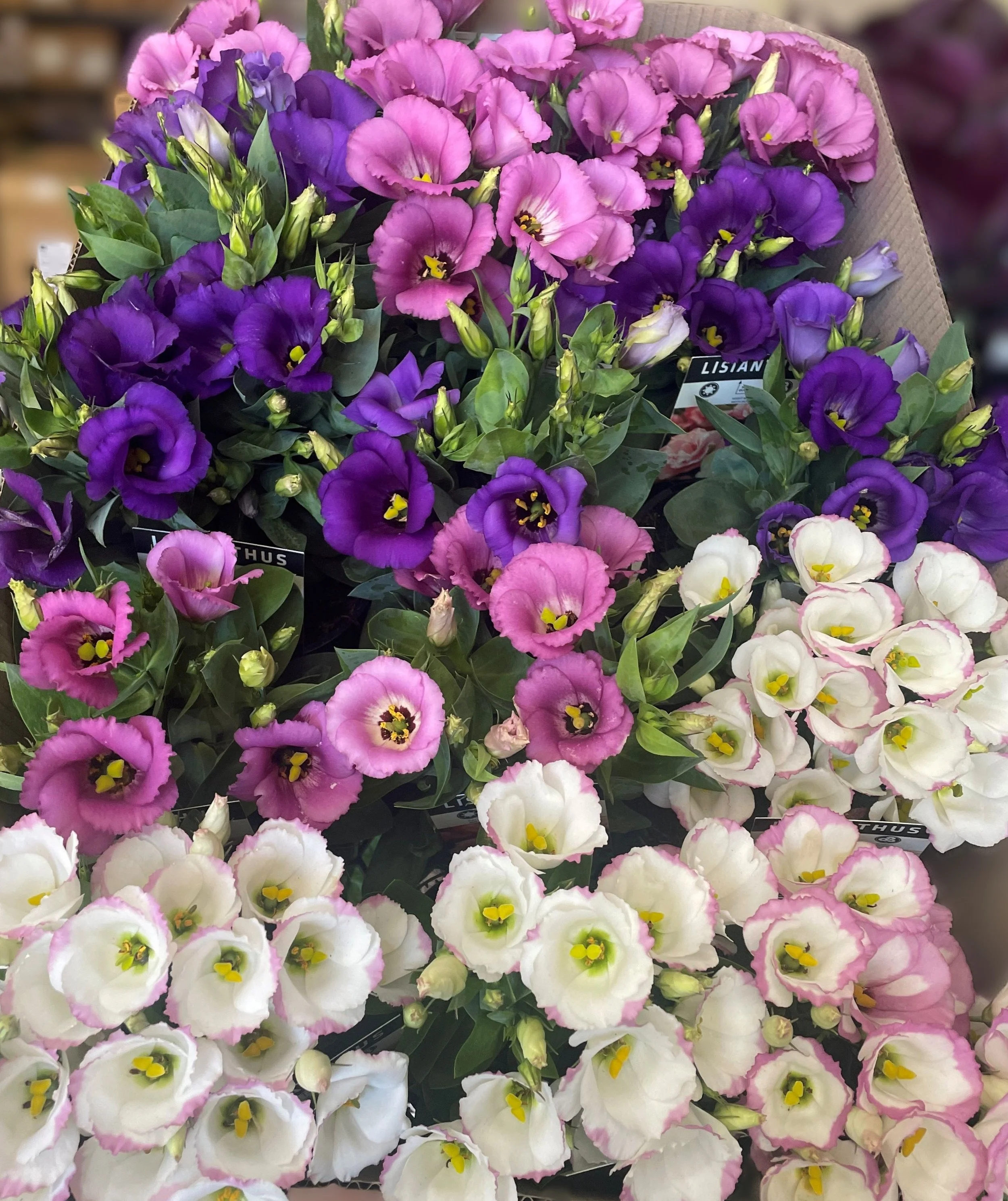 Lisianthus