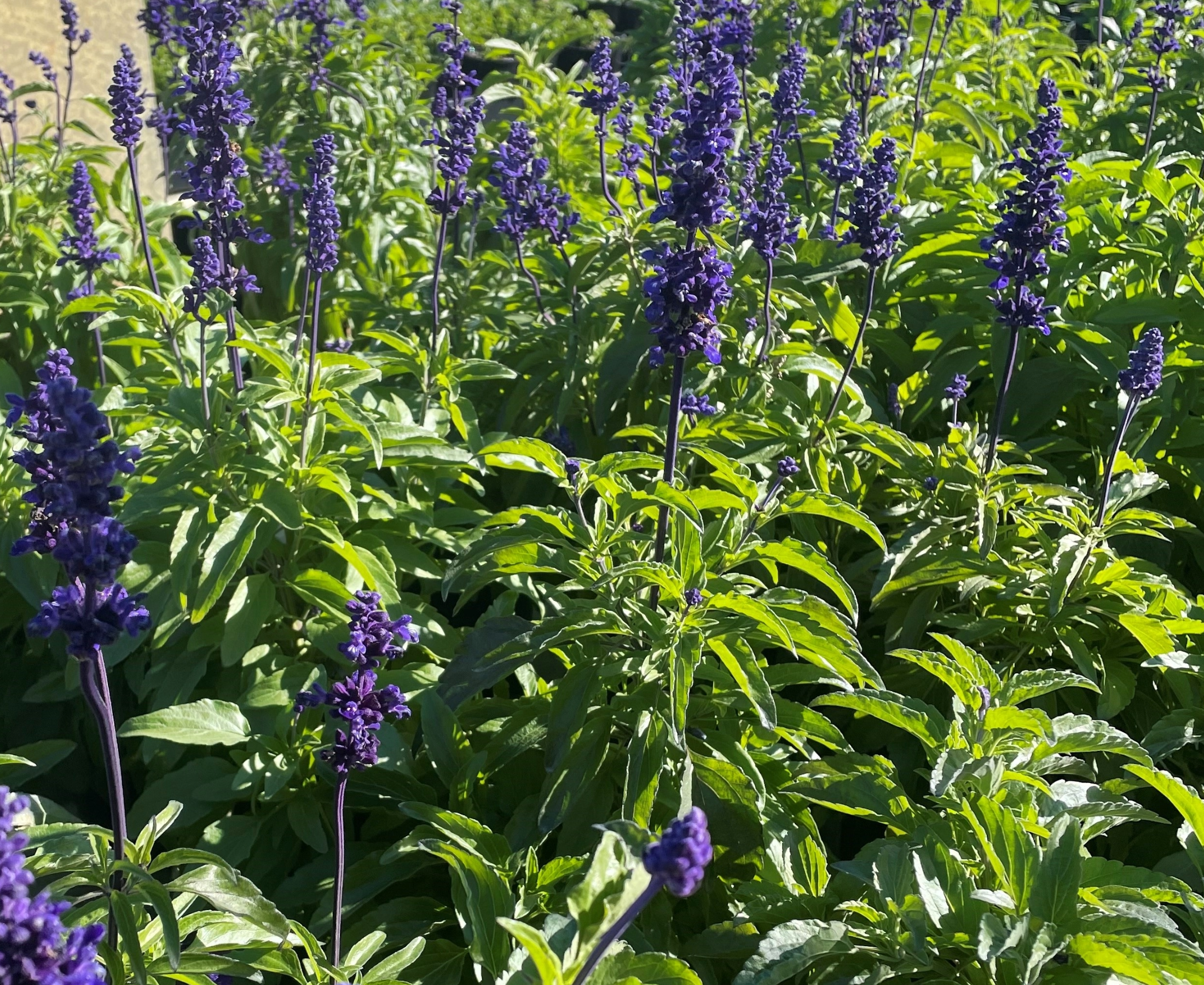 Salvia