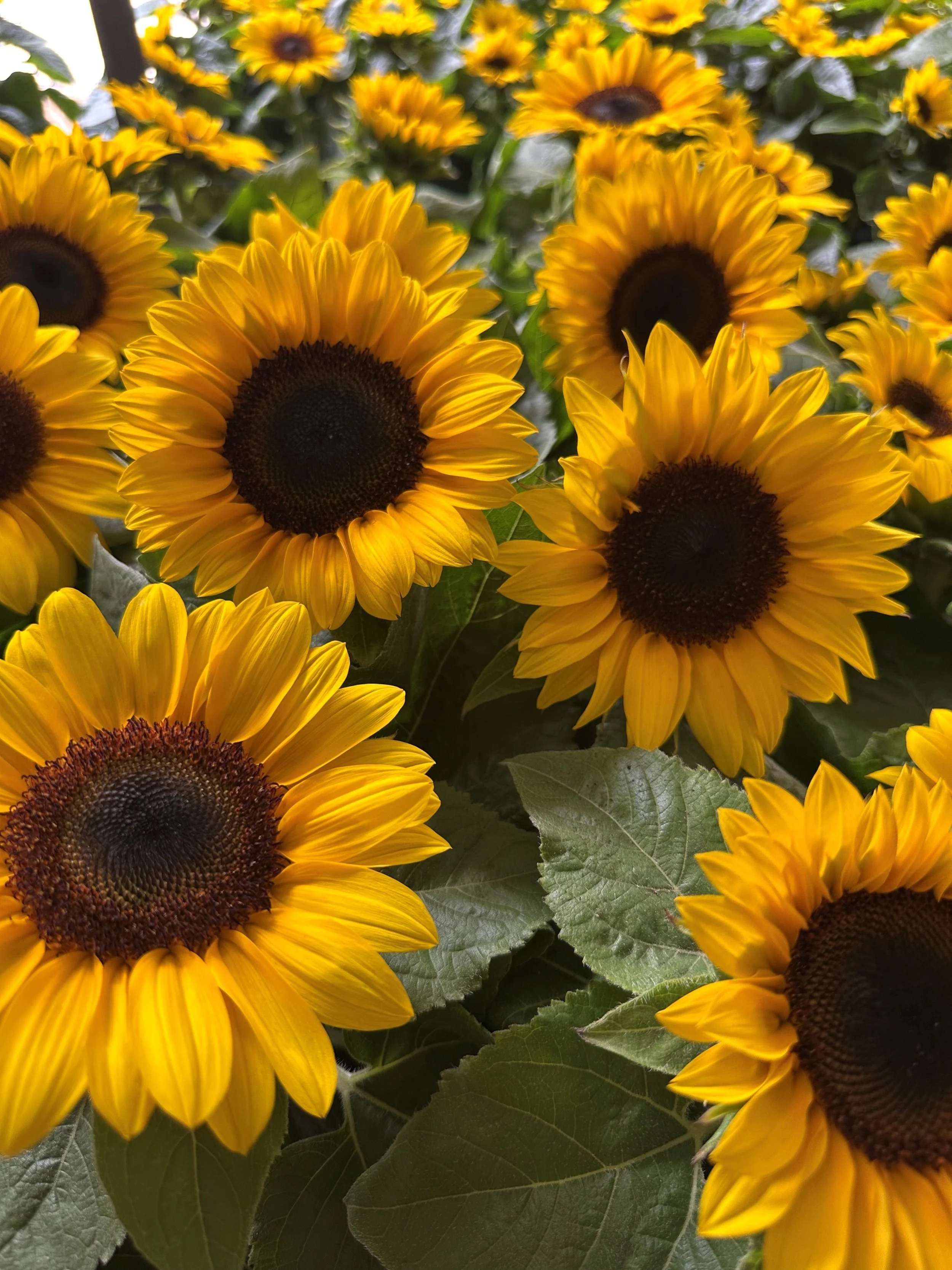 Sunflowers