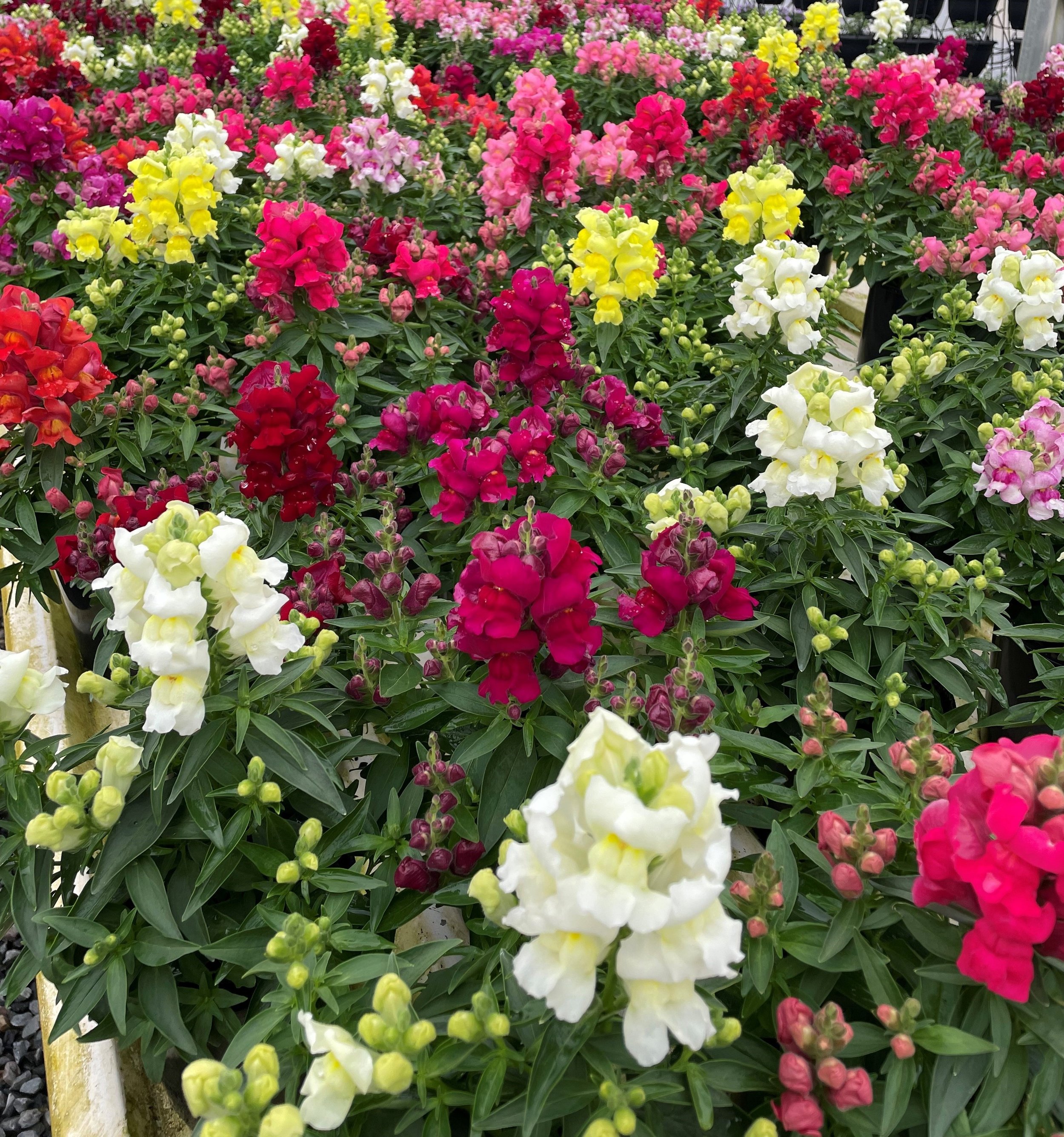 Snapdragon 