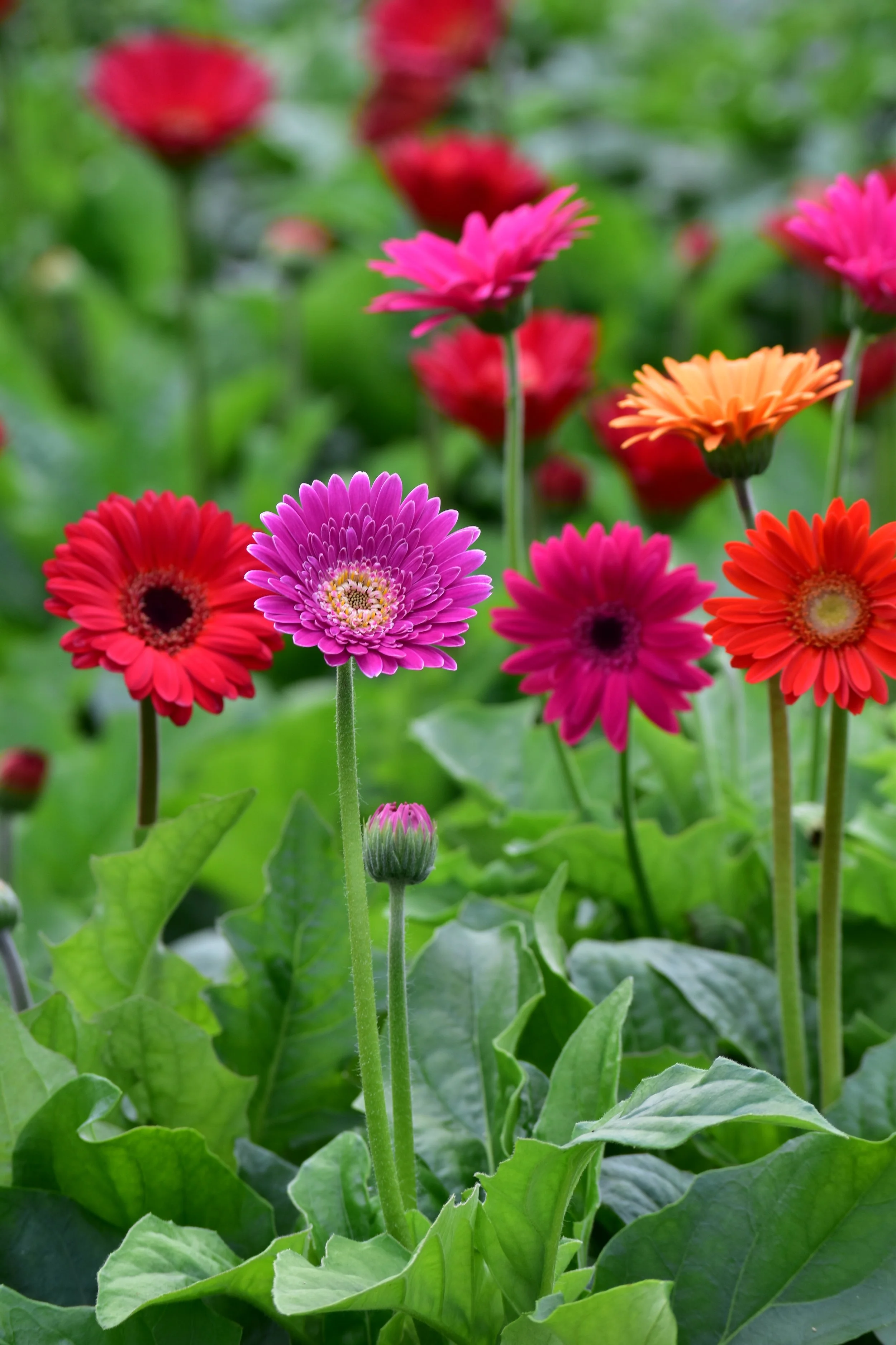 Garvinea — Shamrock Plants