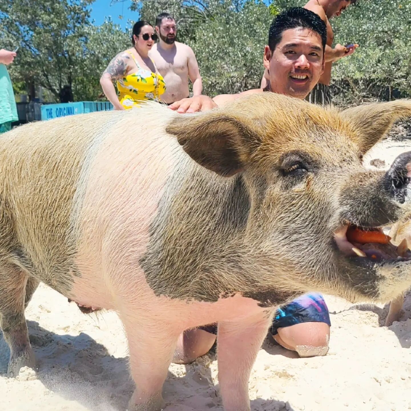 &quot;Swimming with Pigs&quot; is almost being bitten by pigs 🐖. Who knew pigs loved Wonderbread!

Public speaking note -the difference between enjoying what you're doing or not is fear. This applies to Swimming with Pigs and Public speaking. There'