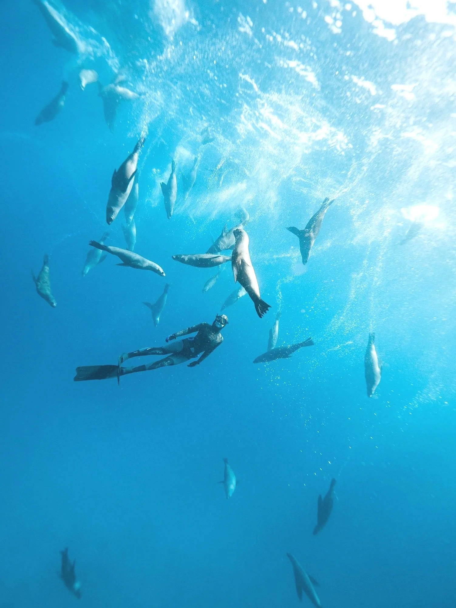 Eunoia Freediving
