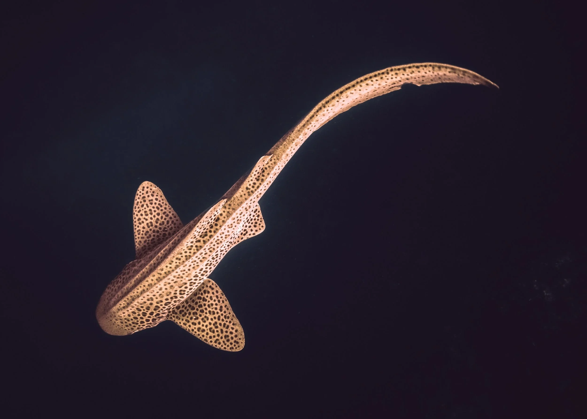 Freediving Nguthungulli