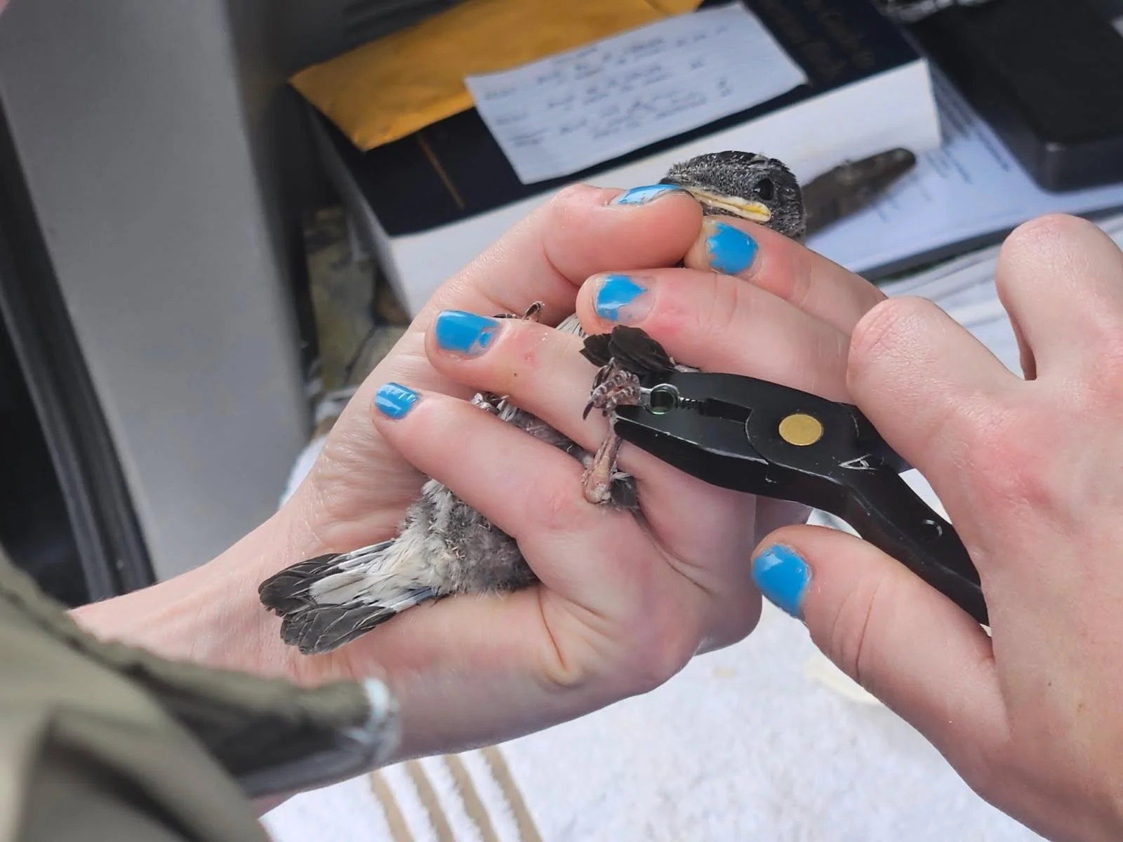 Banding purple martins with LVAS