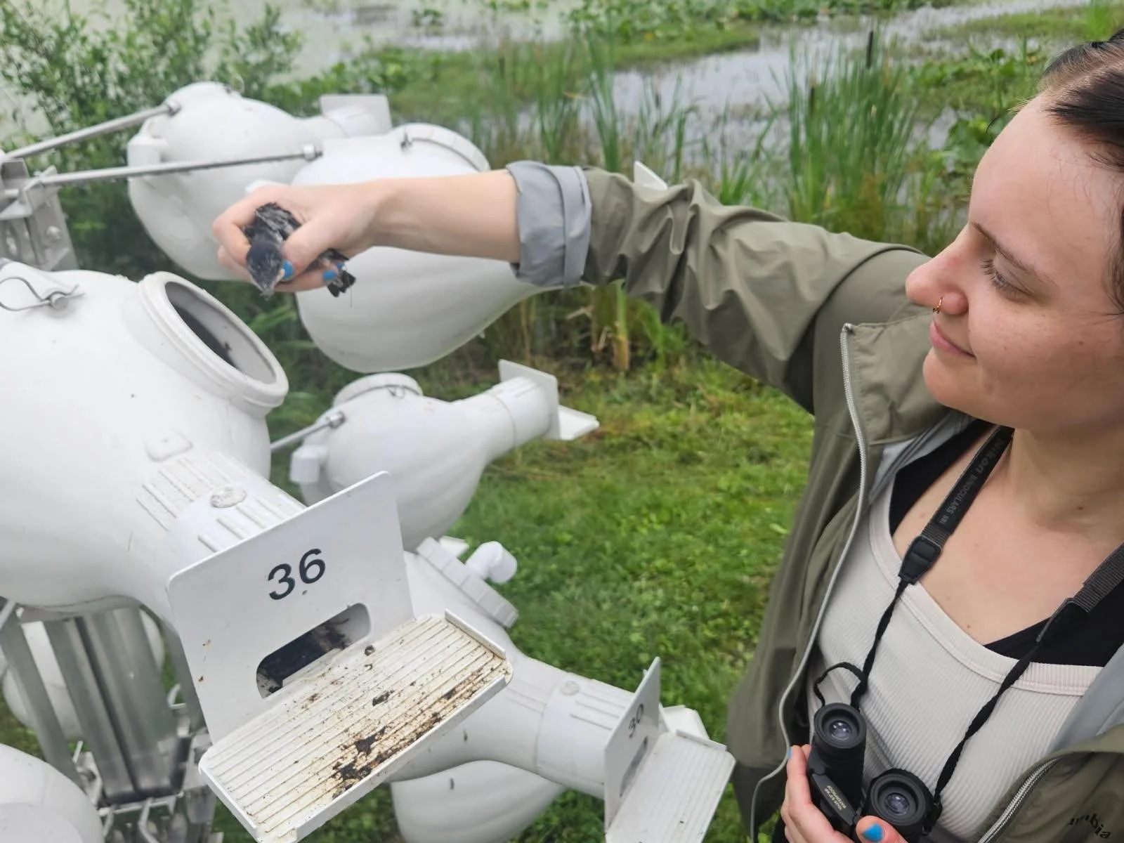 Monitoring purple martins with LVAS