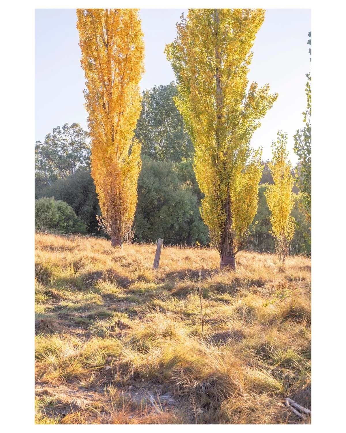 Autumn has arrived in Tenterfield and it is beautiful. 
The Corner Life &amp; Style Store is the destination to indulge in a little new-season shopping!

Photo by @mynotesfrom 
The Corner Life &amp; Style Store - 02 6736 1812

#tenterfield #experienc