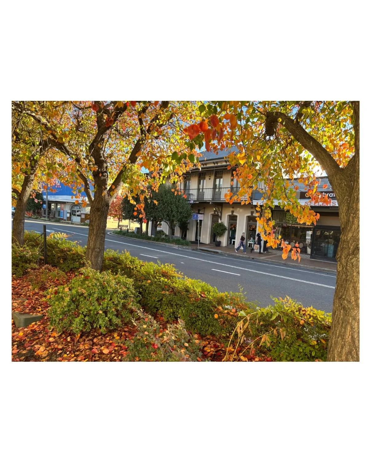 Enjoy the colours of autumn in Tenterfield while shopping at The Corner. 
Thank you to @tracycooper68 for the wonderful photo. 

The Corner Life &amp; Style Store is open today from 9am - 02 6736 1812

#tenterfield #tenterfieldshopping #thecornerlife