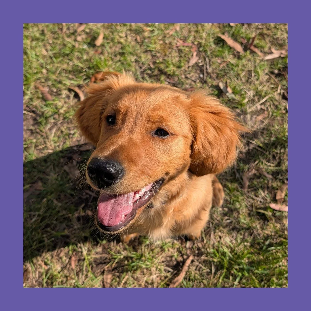 I mean, what can I say...?? Just look at that face - the focus and interest. Those ears - absorbing all I had to say. This Apprentice was setting the bar VERY high! ๐๐พ
#mobilelocksmith #locksmith #morningtonpeninsulalocksmith
#bestjobever #helpful