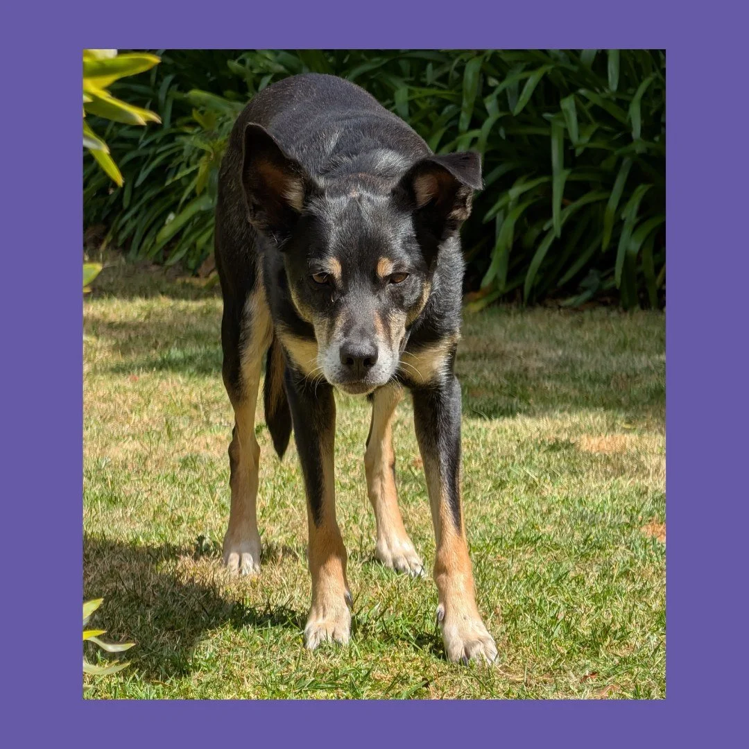 So...I could pretend the intensely focused face on this Apprentice was in relation to the work at hand.....but we all know it's about the toy not quite in shot, that he was truly fixated on....🐶 🦴 😂

#mobilelocksmith #locksmith #morningtonpeninsul