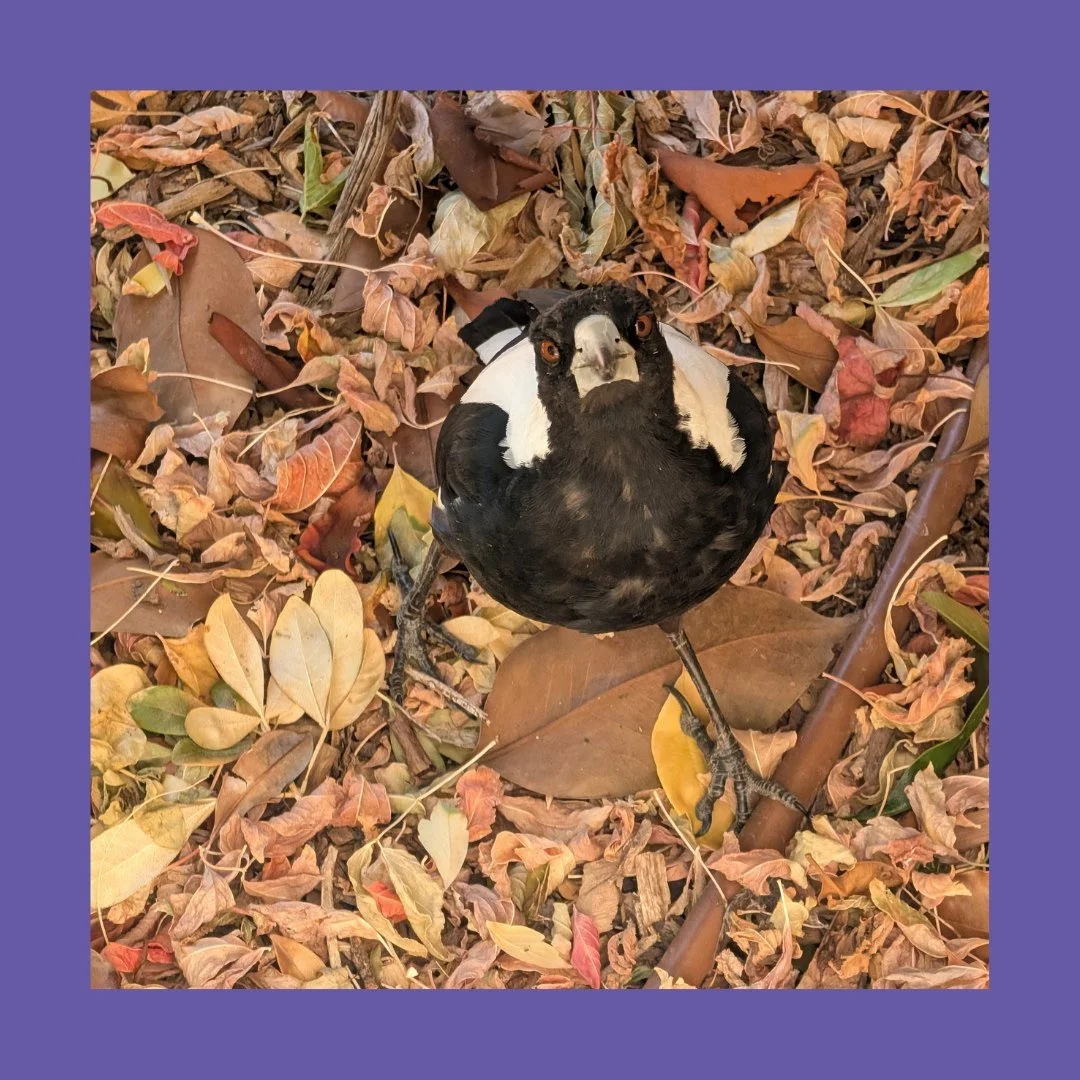 Well...I thought I had a potential new apprentice on a job this week...but no...turns out this was the REAL home owner, who had no patience for those who thought they were the new owners. That sandwich they just made themselves for lunch? Gone.
Maggi