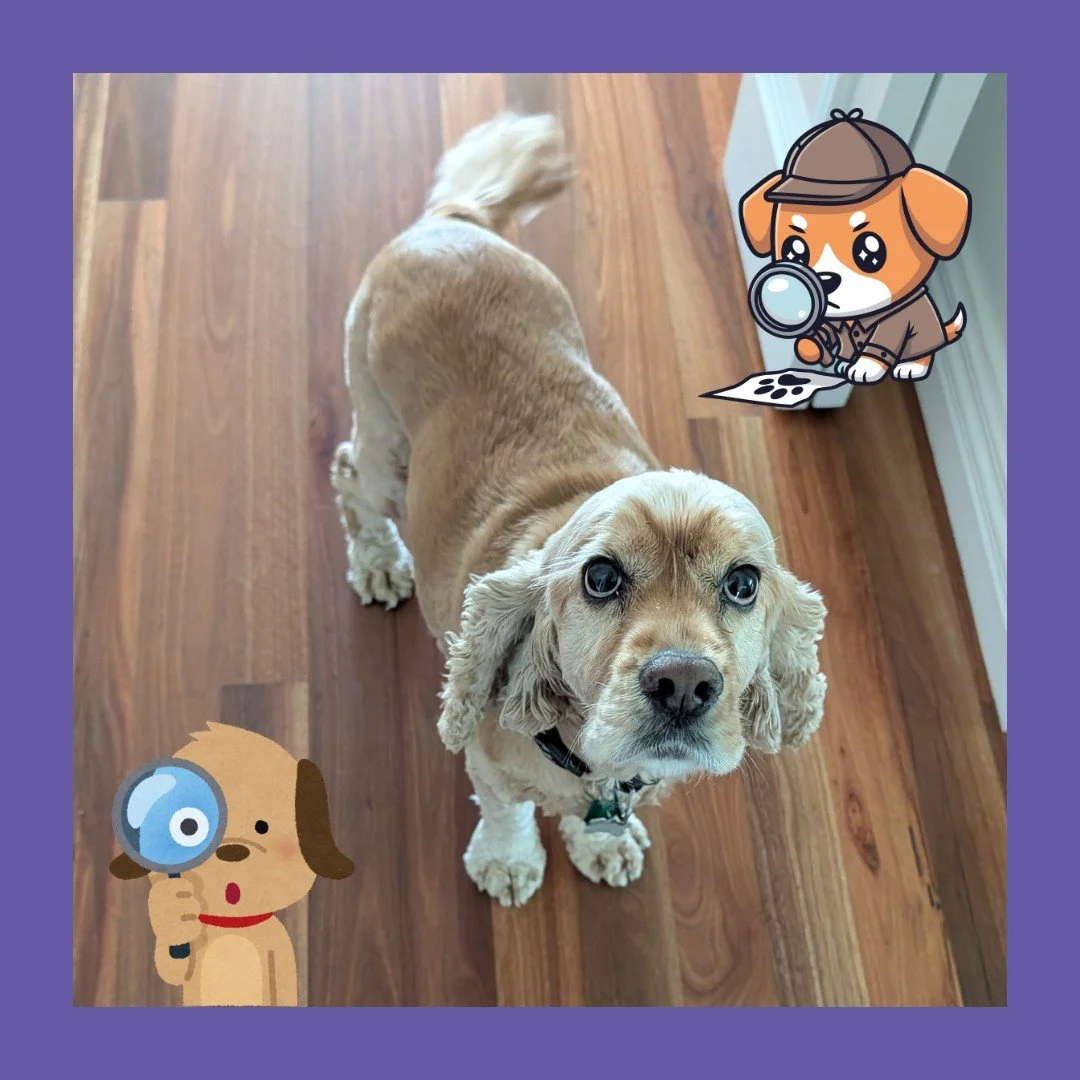 Well, so far, 2026 is NOT proving to be the Year of the Apprentice. 

I got excited when I met this little lady today, but she was far more interested in her detective work, exploring her new home, than her Apprenticeship training. 

Fair enough I su