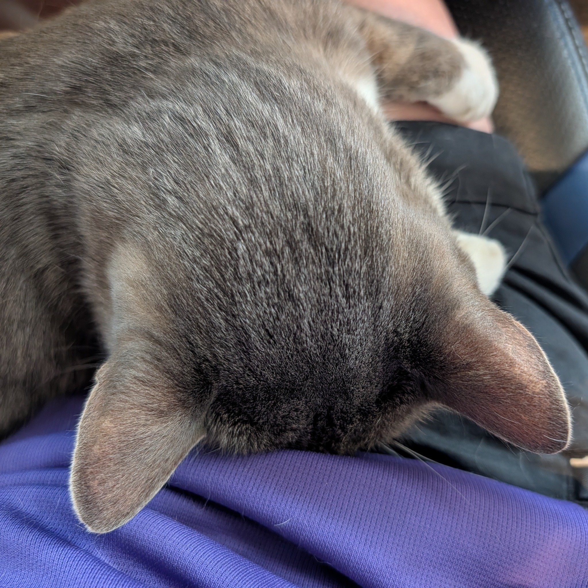 Anyone else need a post long weekend nap &amp; hug....?? 

#mobilelocksmith #locksmith #morningtonpeninsulalocksmith #longweekendisover