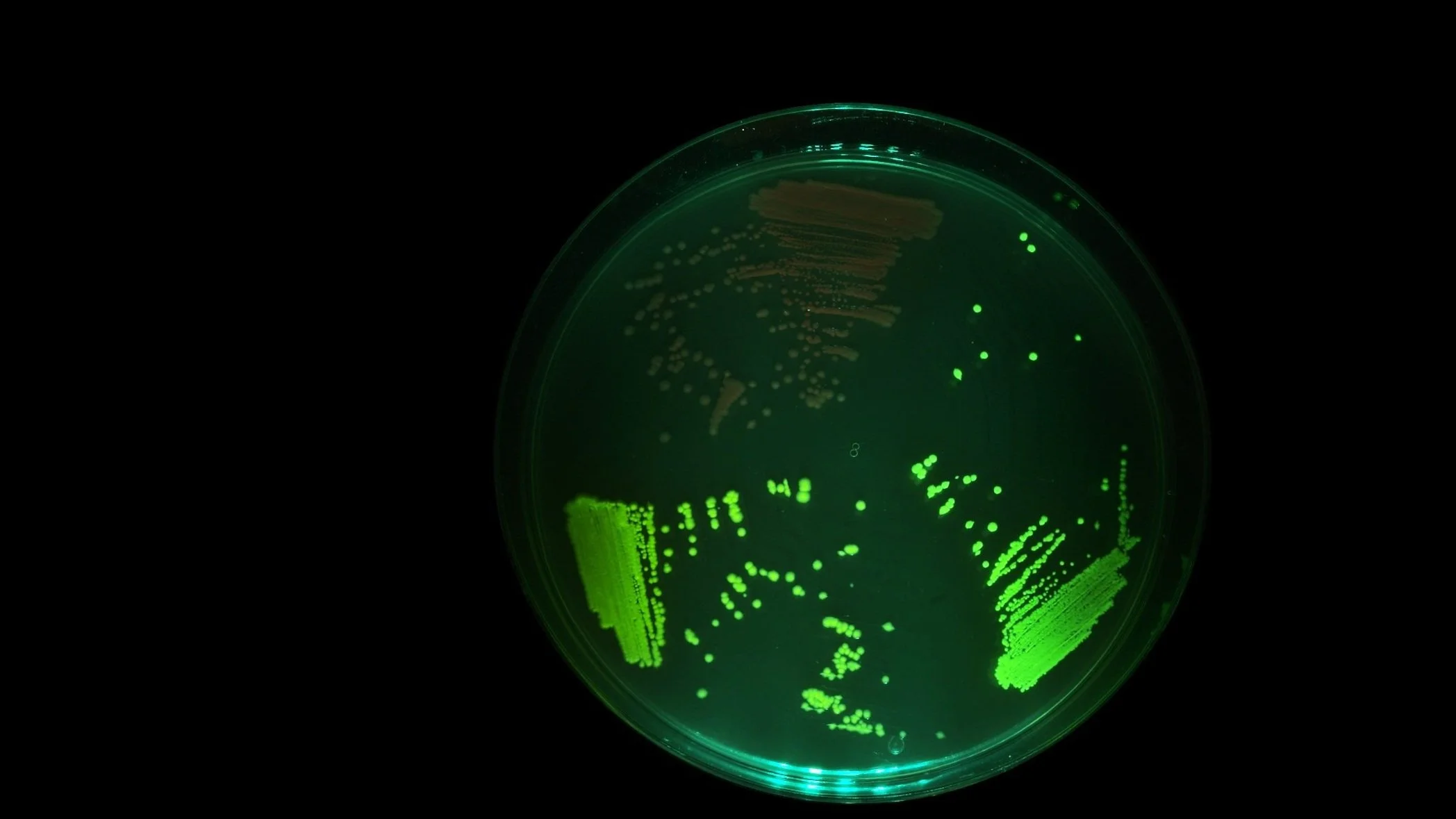 About Biofoundry — Biofoundry Technologies