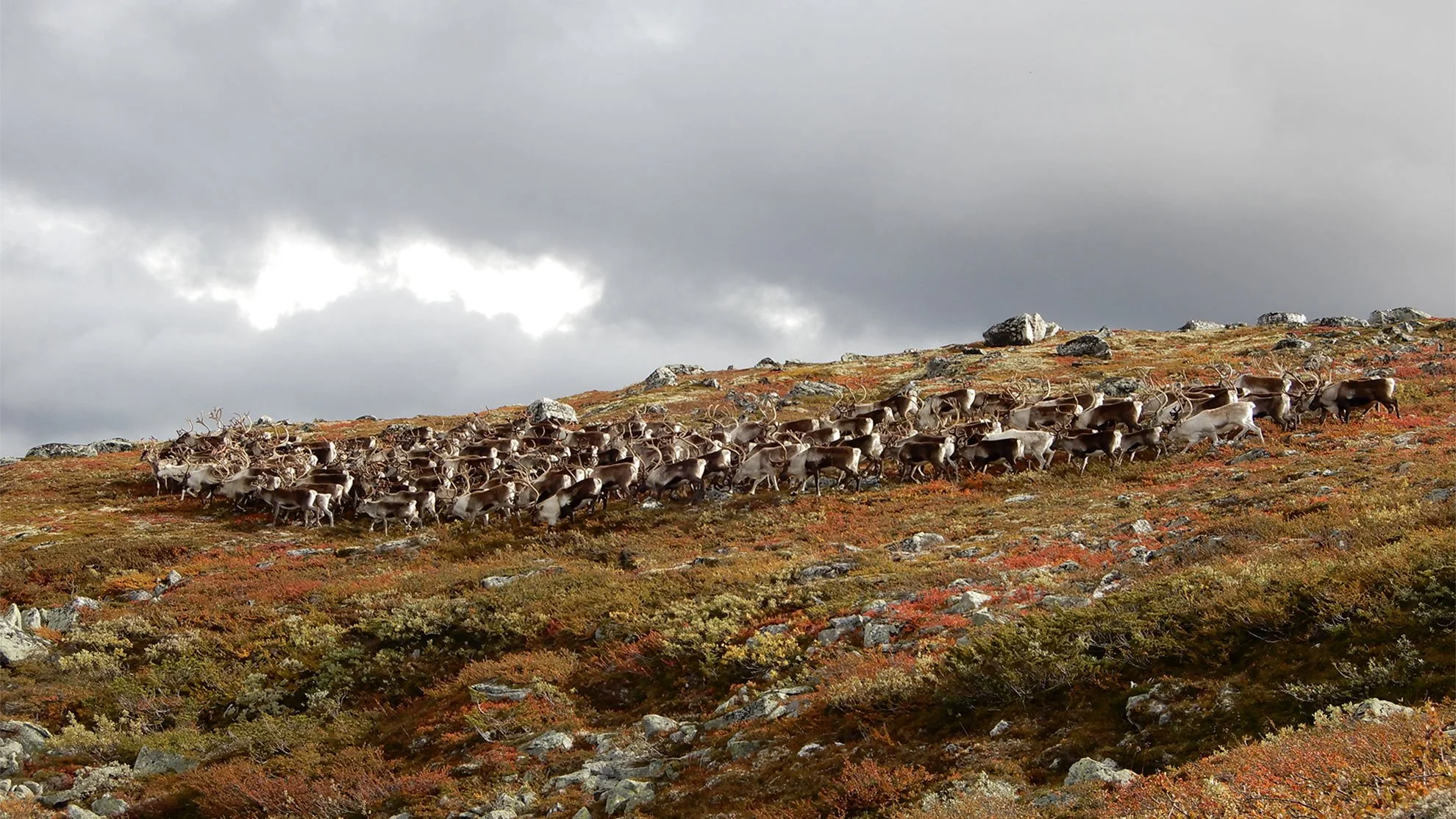 Fellingsprosent 2021