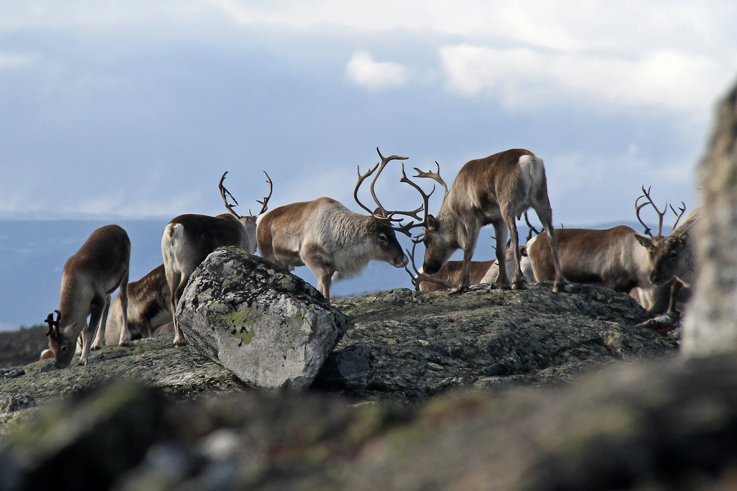 Strukturteljing 2023