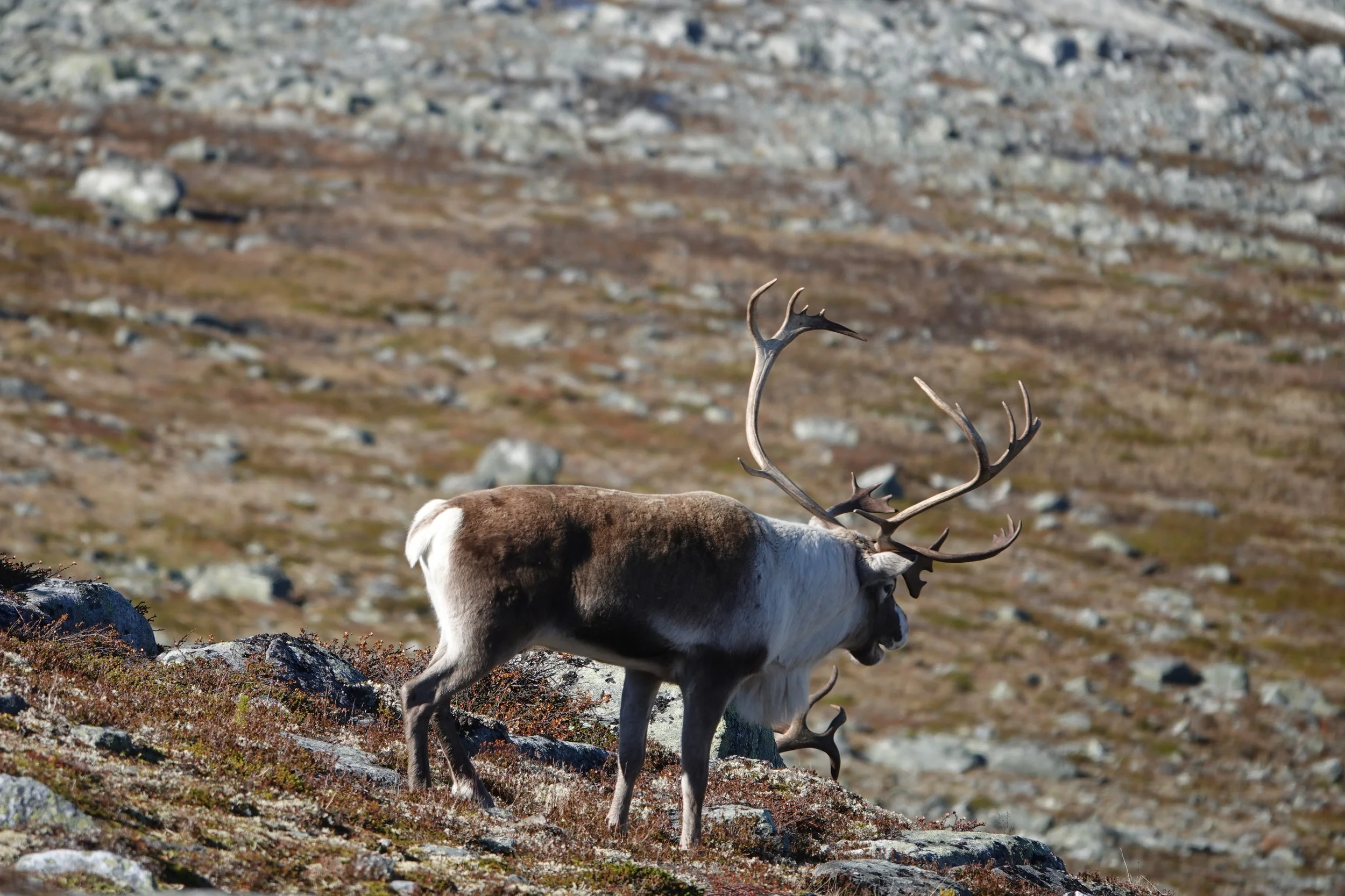 Infofolder om villreinjakta 2025