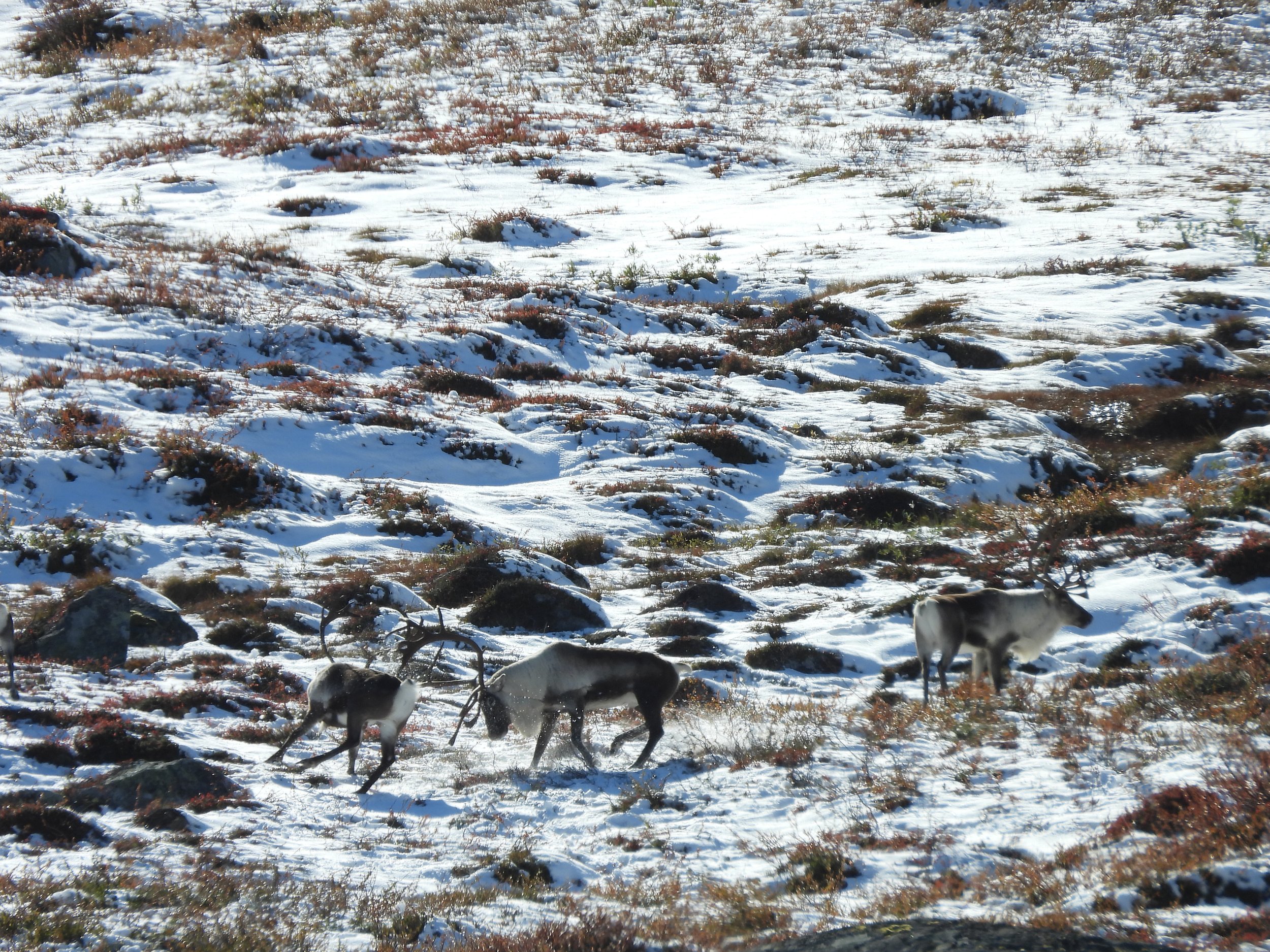 Strukturtelling 2025