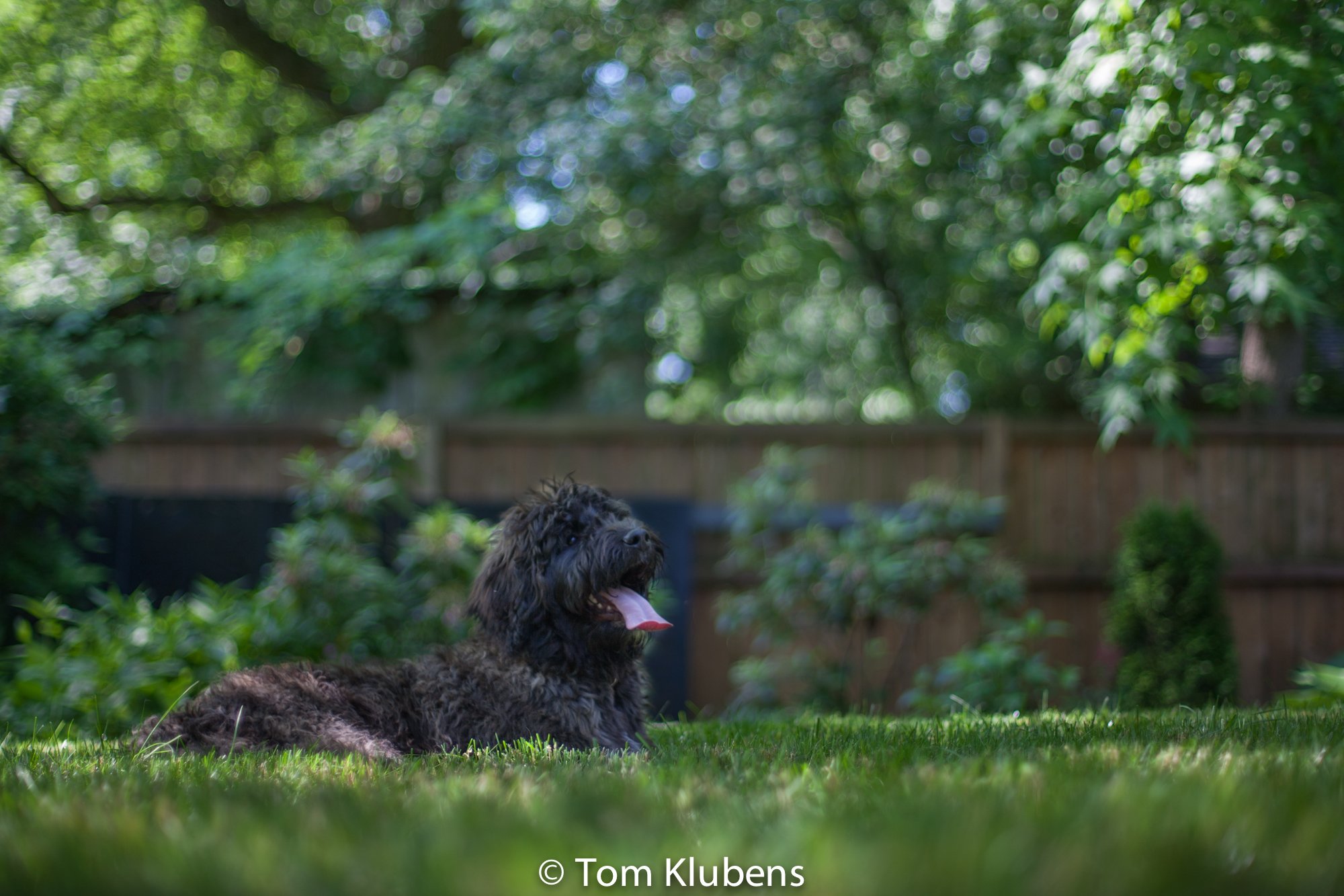 Aslan&HaperRose 002.jpg