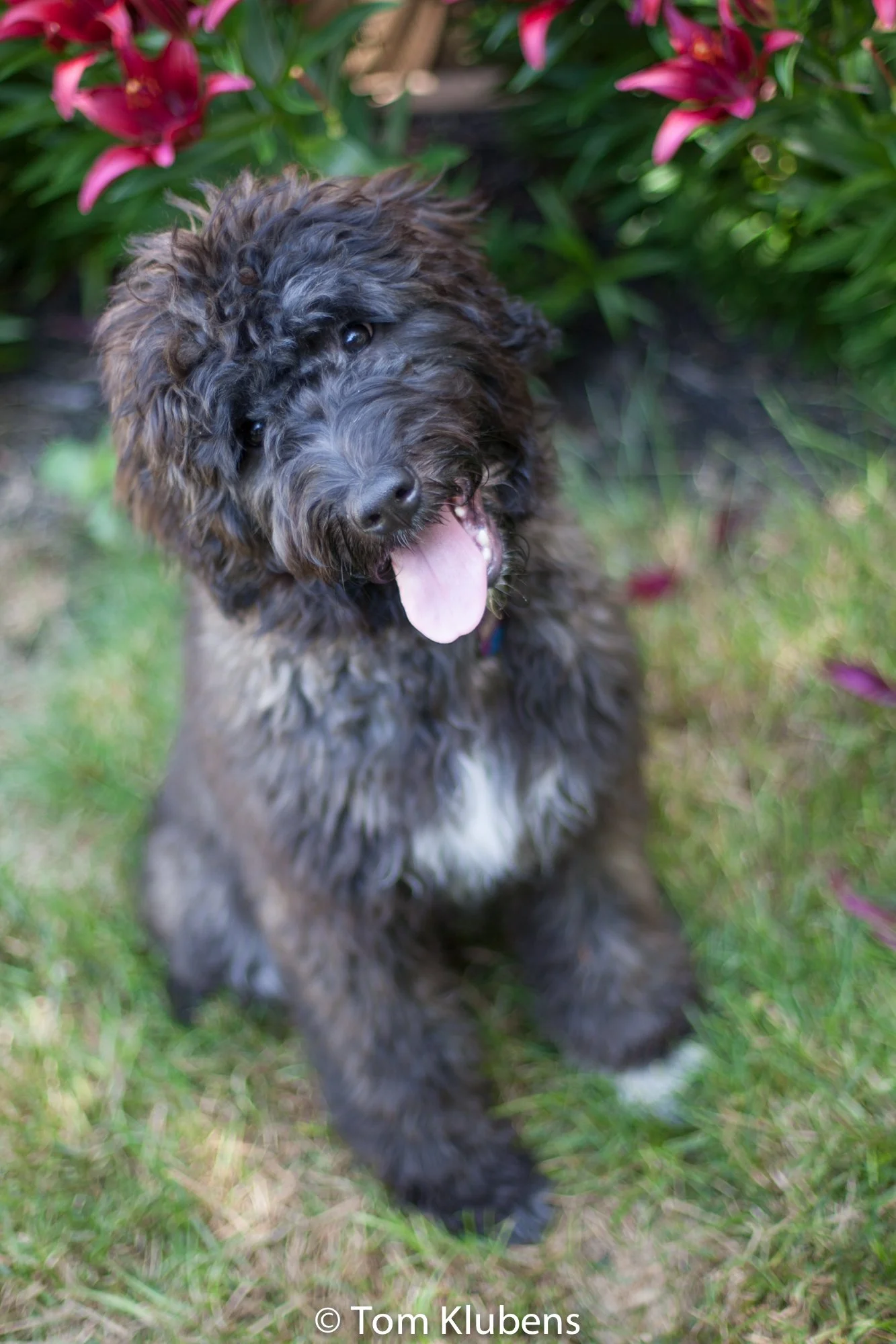 Aslan&HaperRose 004.jpg