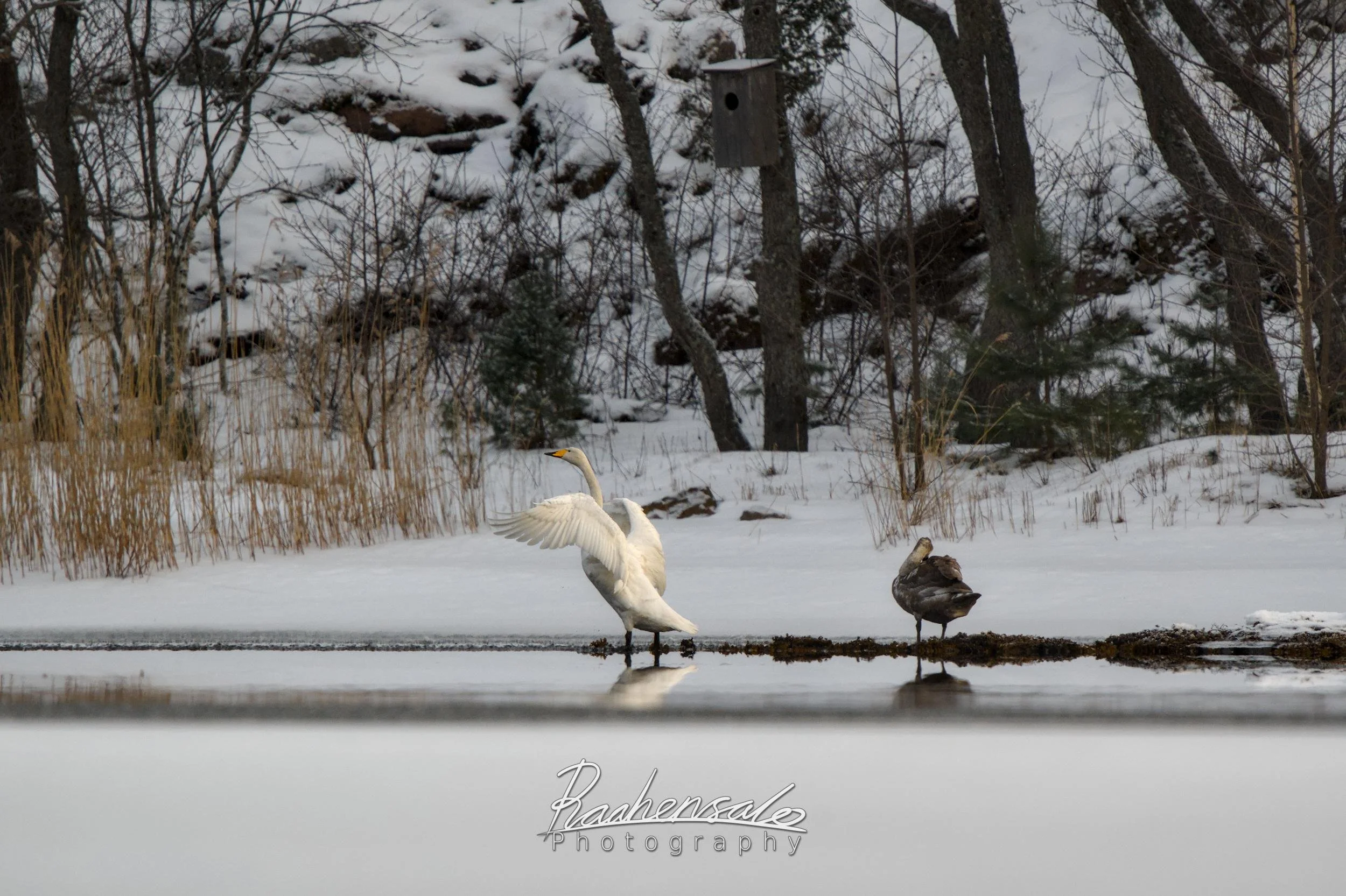 Whooper Swan and young Mute Swan in winter