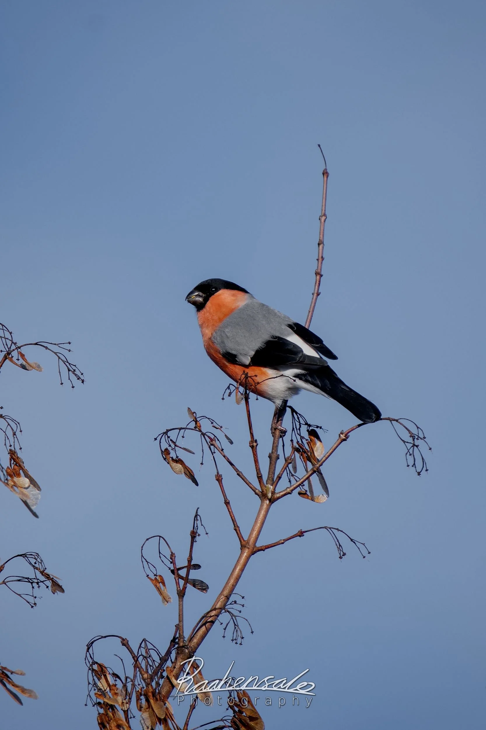 Eurasian bullfinch male