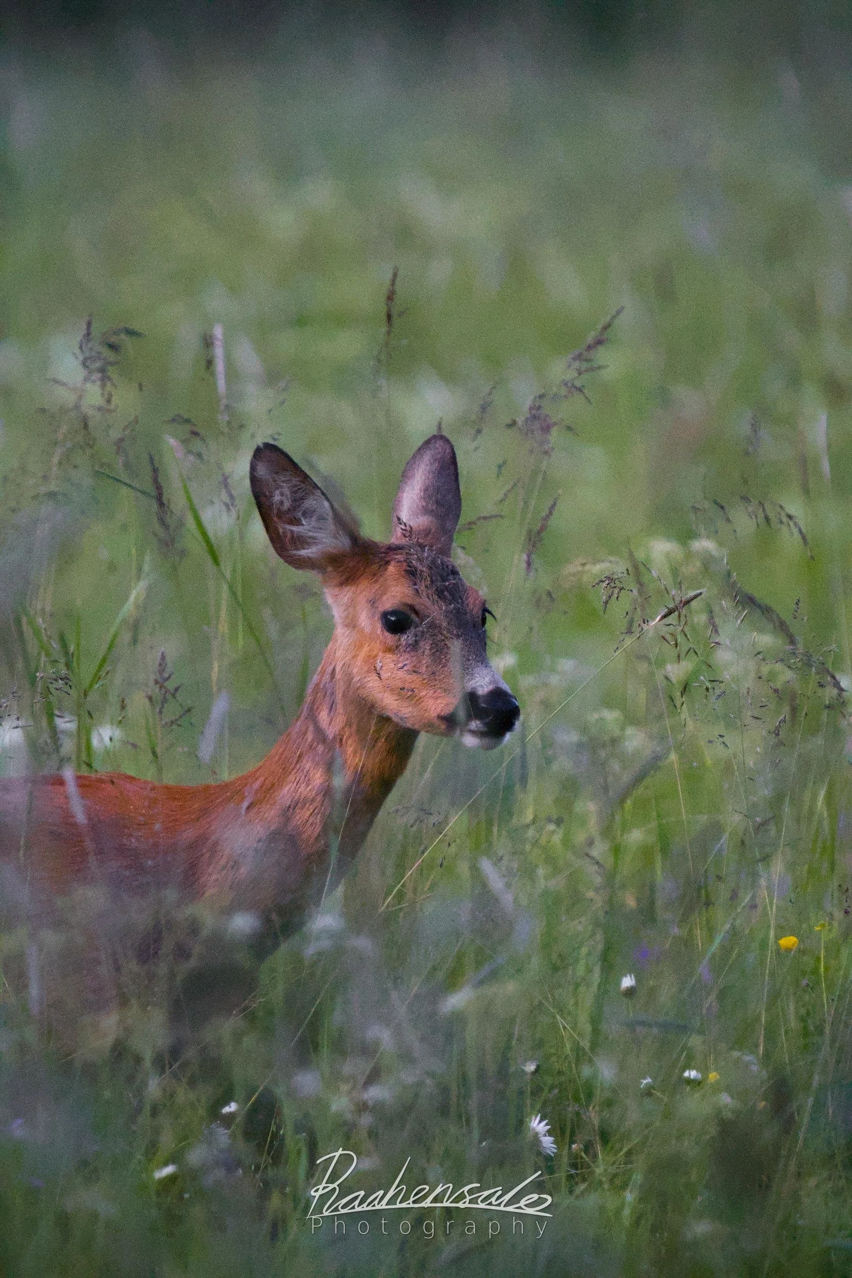Deer in a field