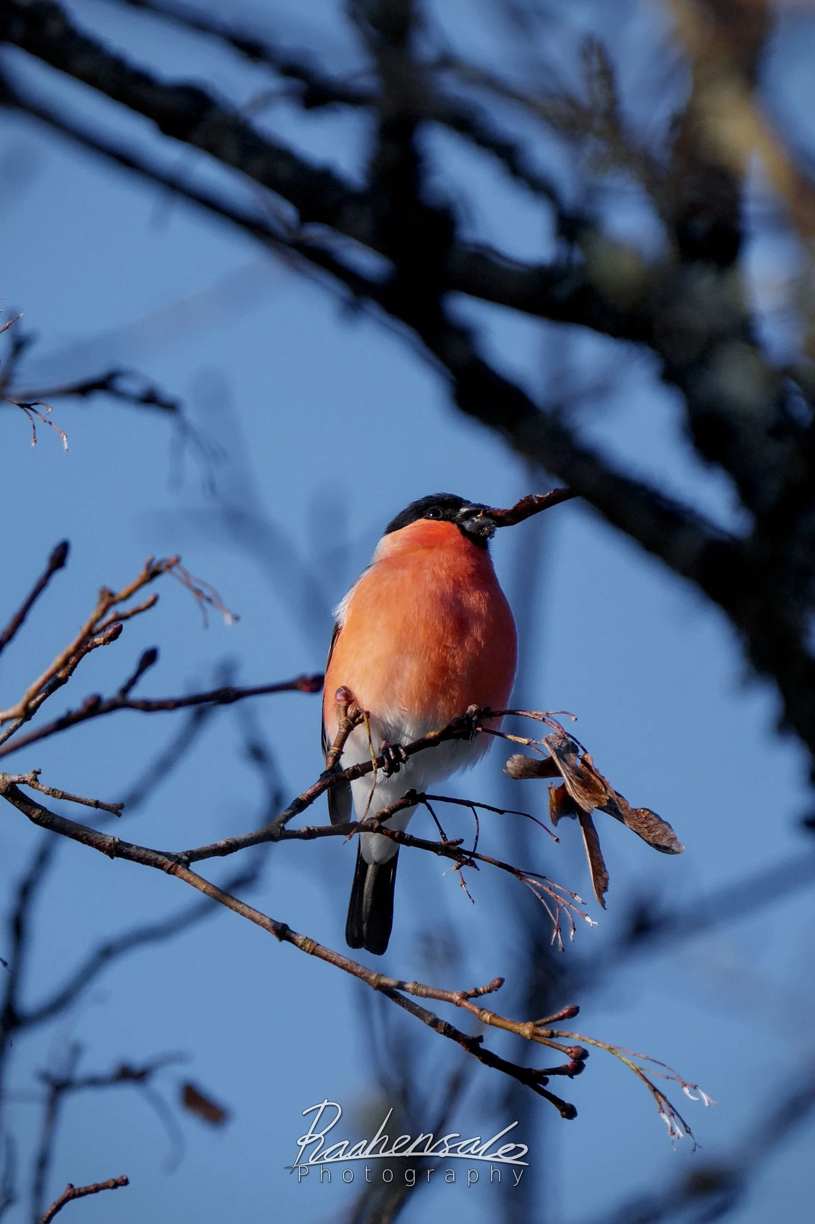 Eurasian bullfinch male