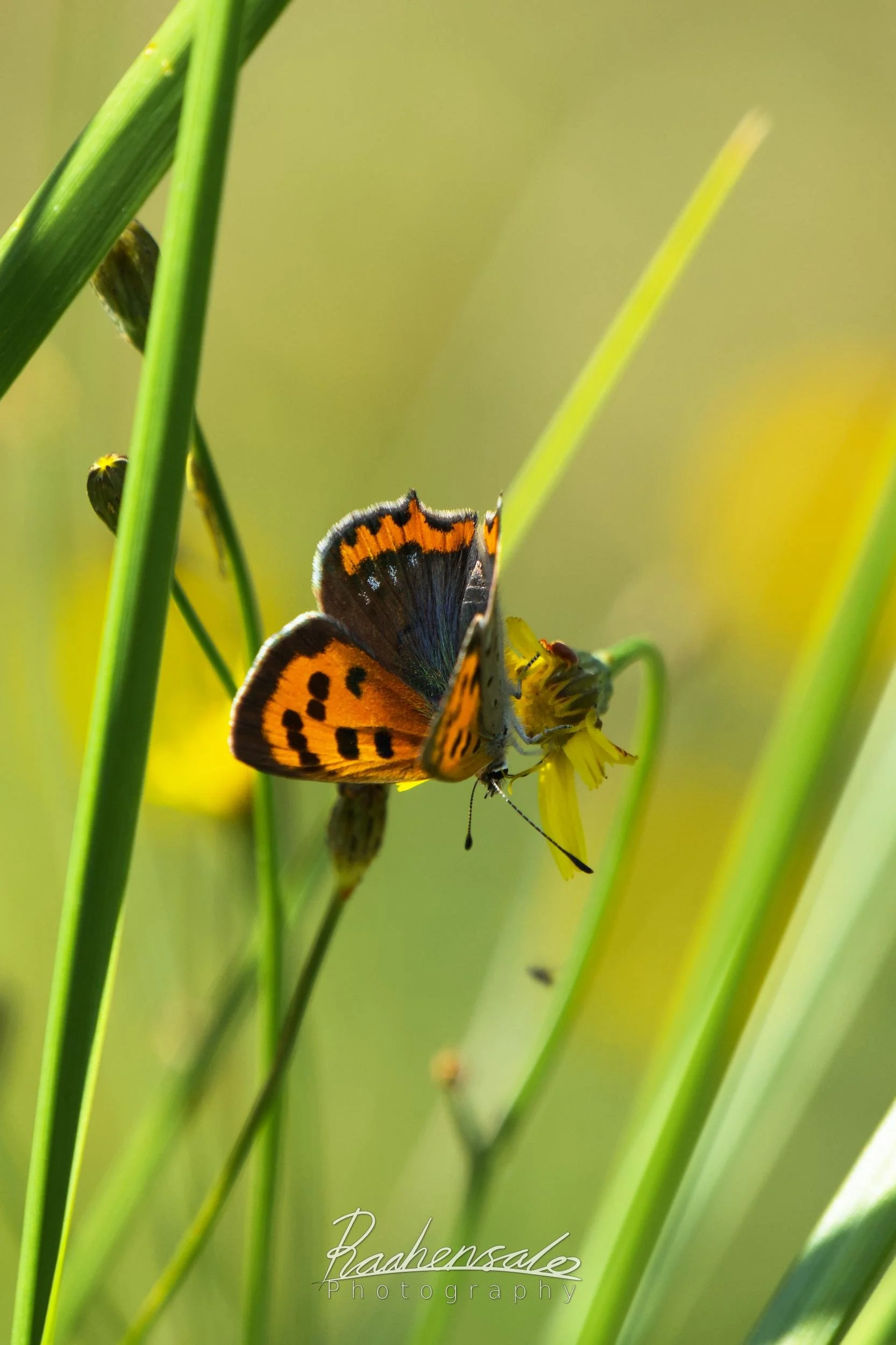 Large Copper butterfly