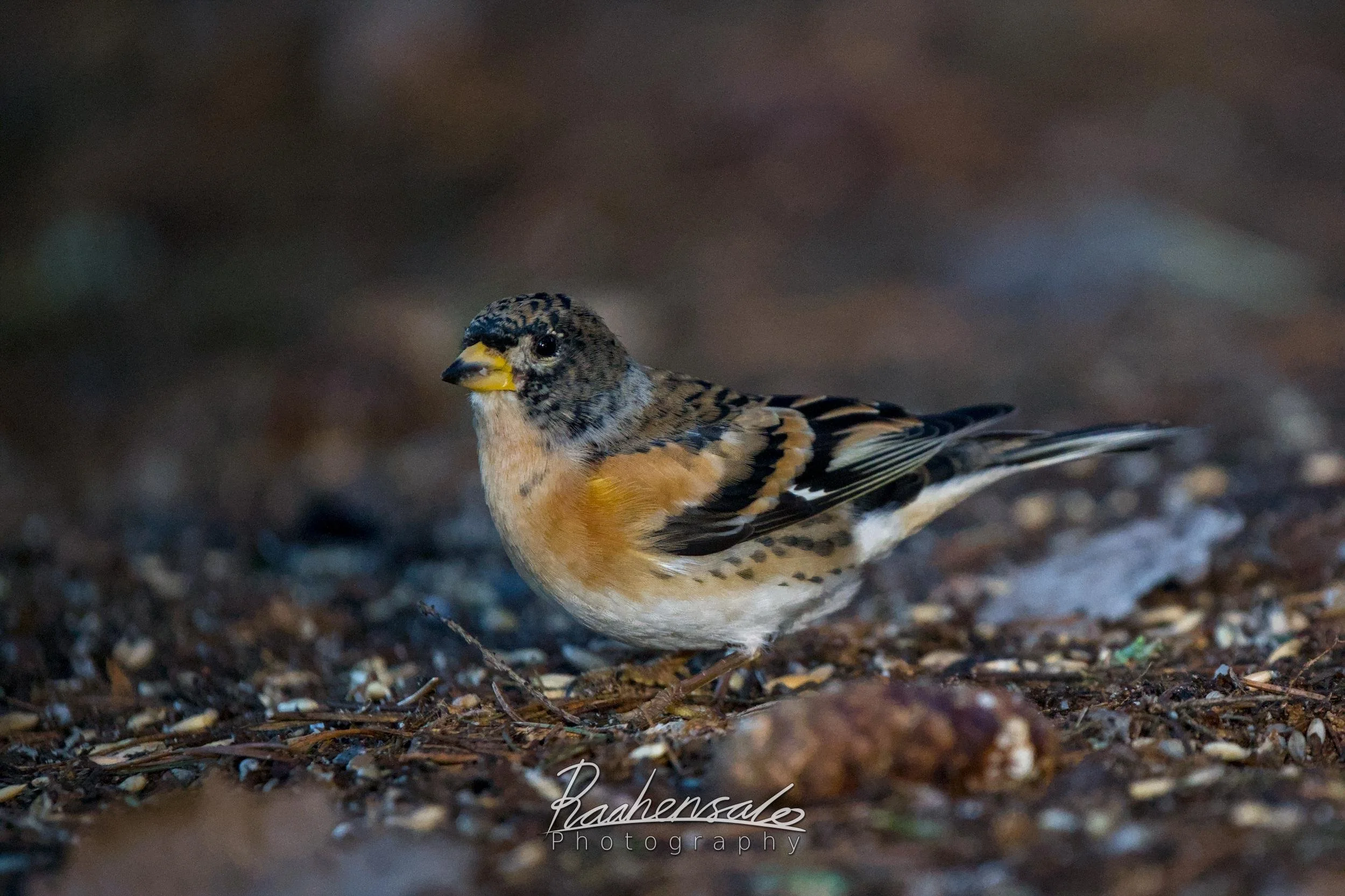 Brambling