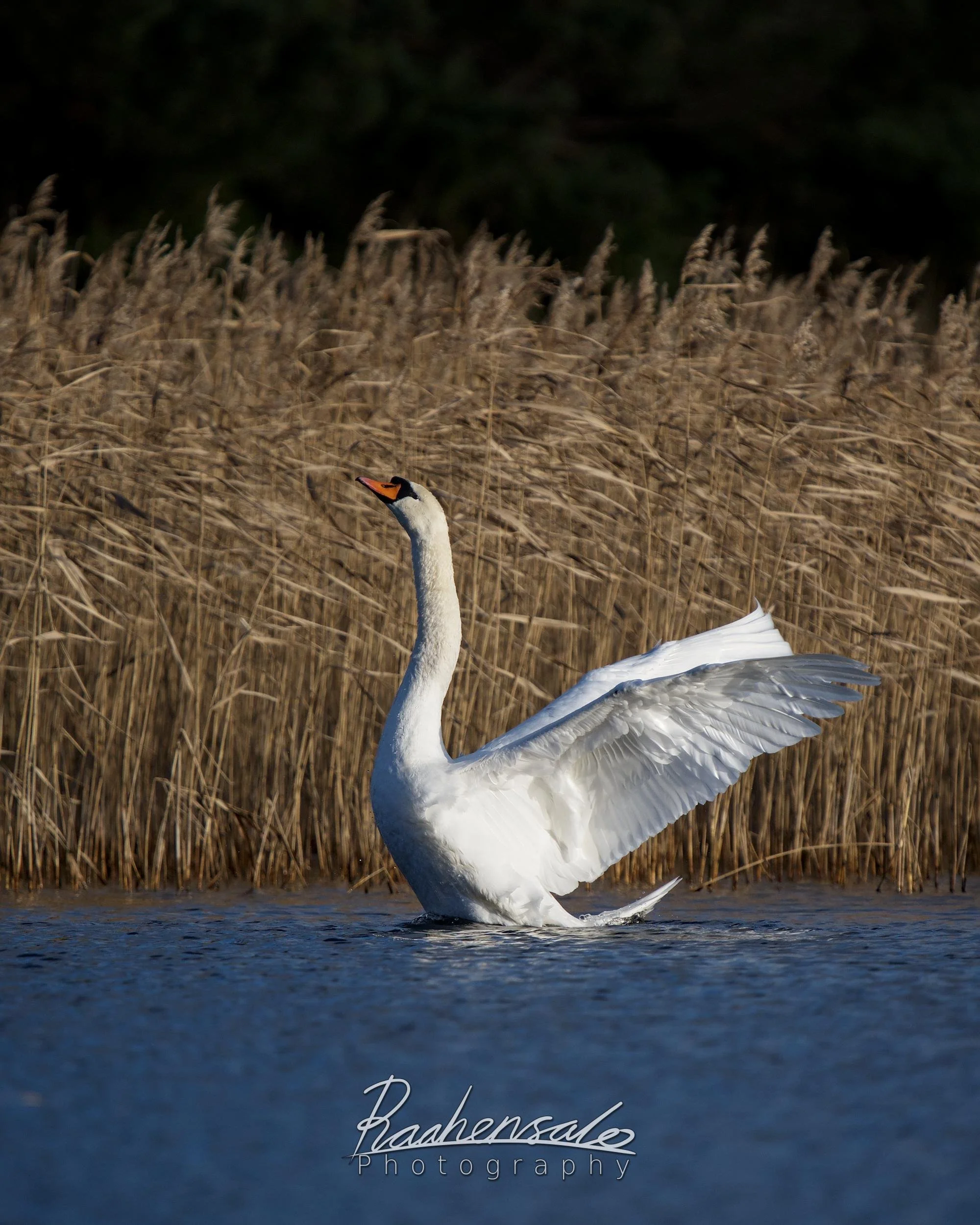 Mute Swan stretching wings
