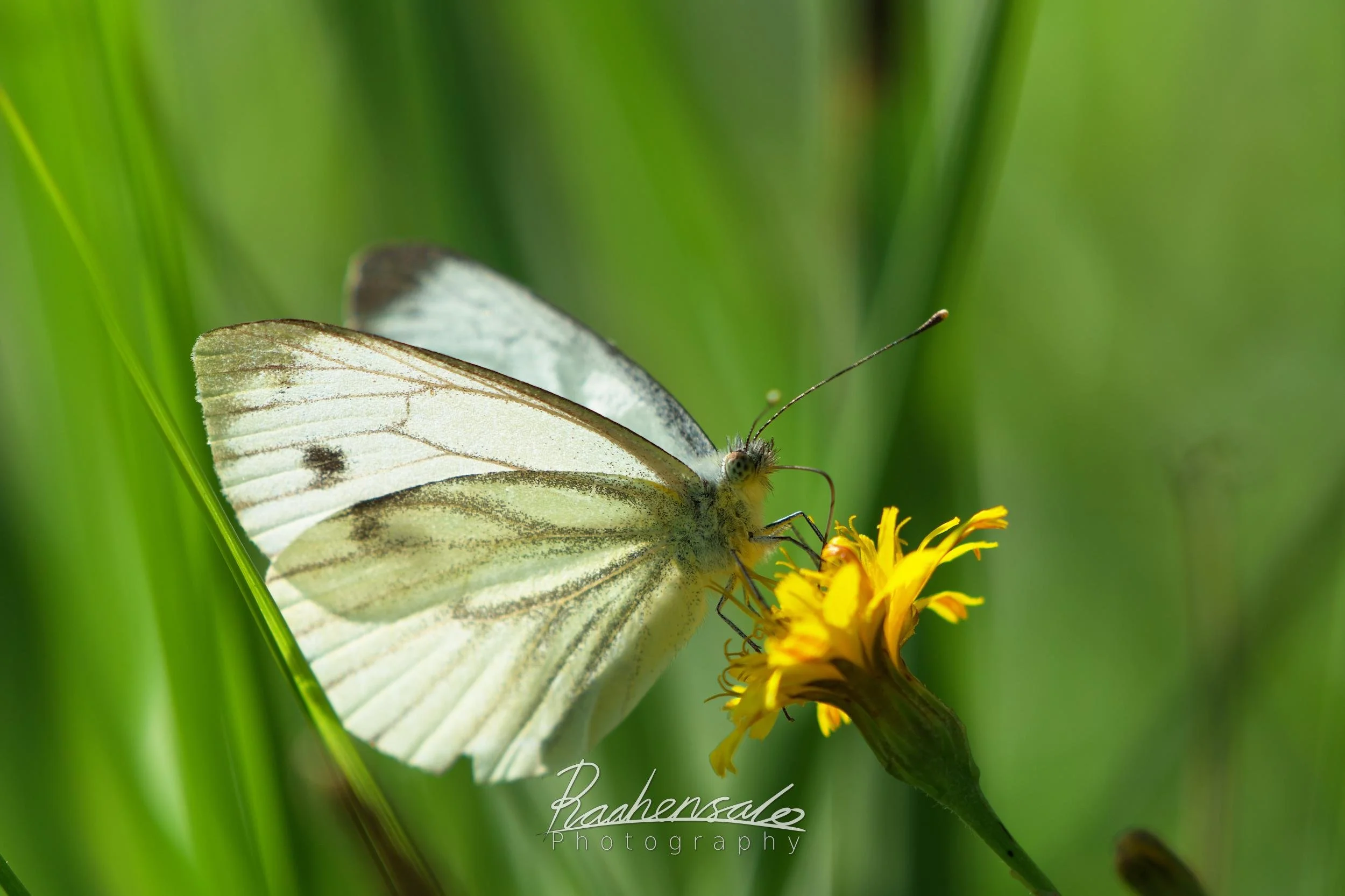 Cabbage butterfly