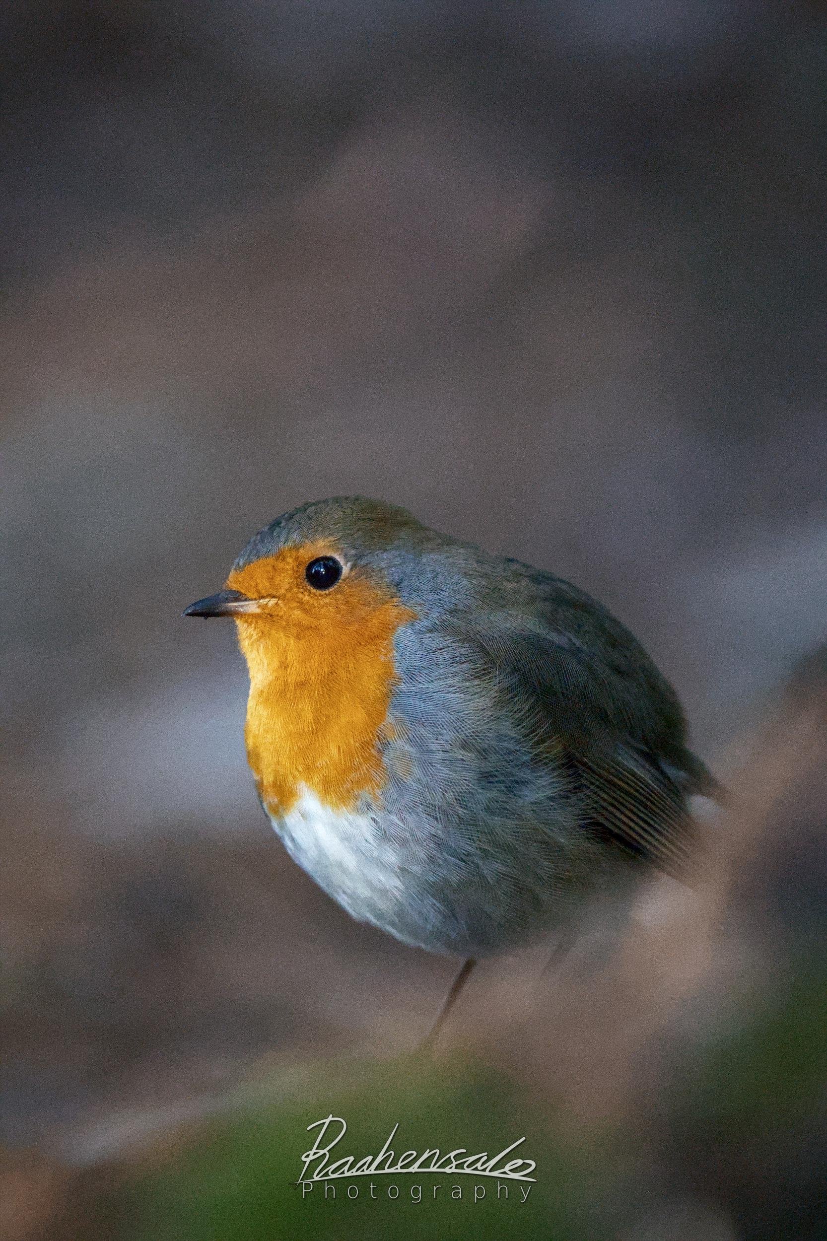 Robin