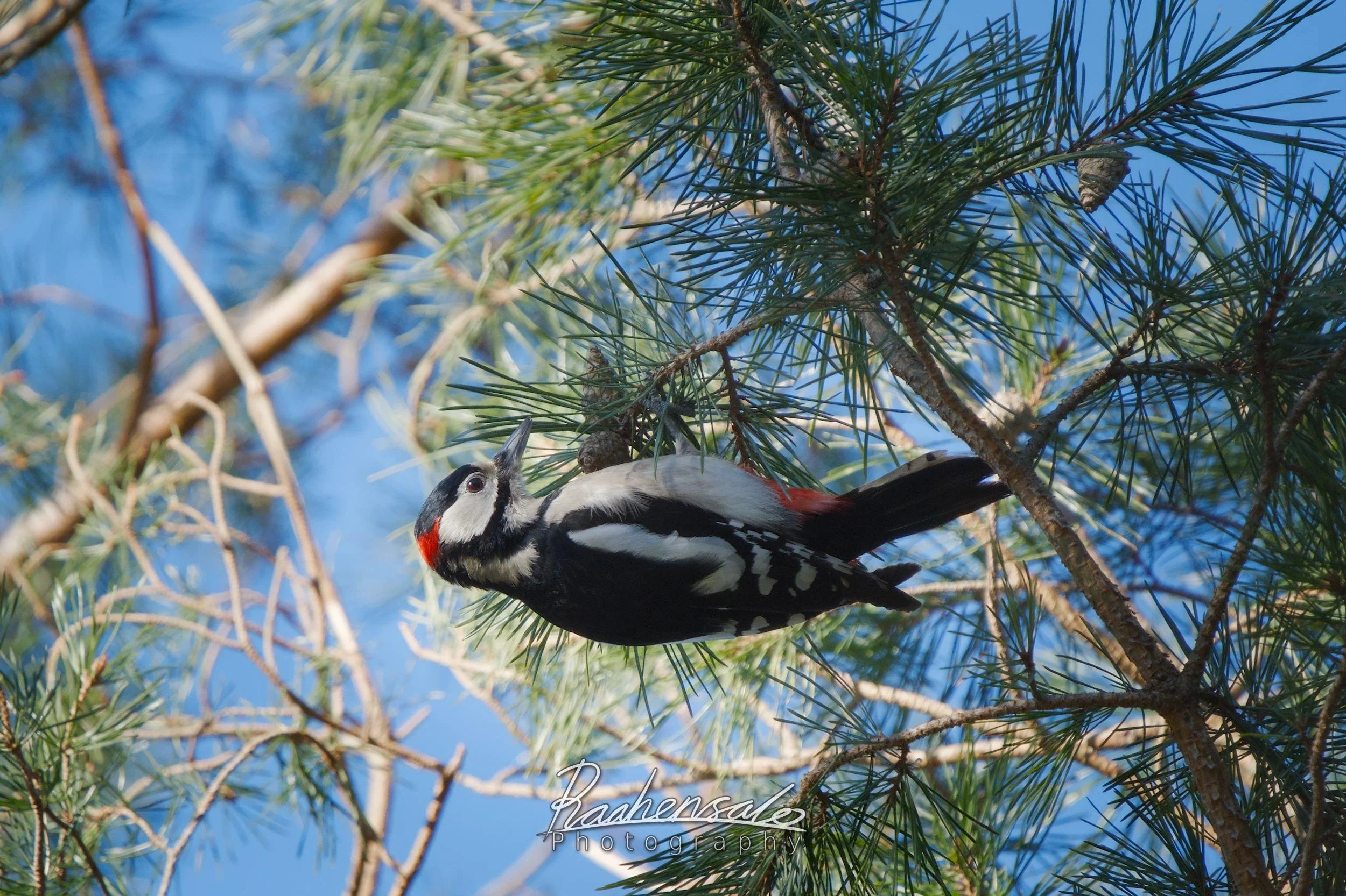 Great Spotted Woodpecker looking for pine cones