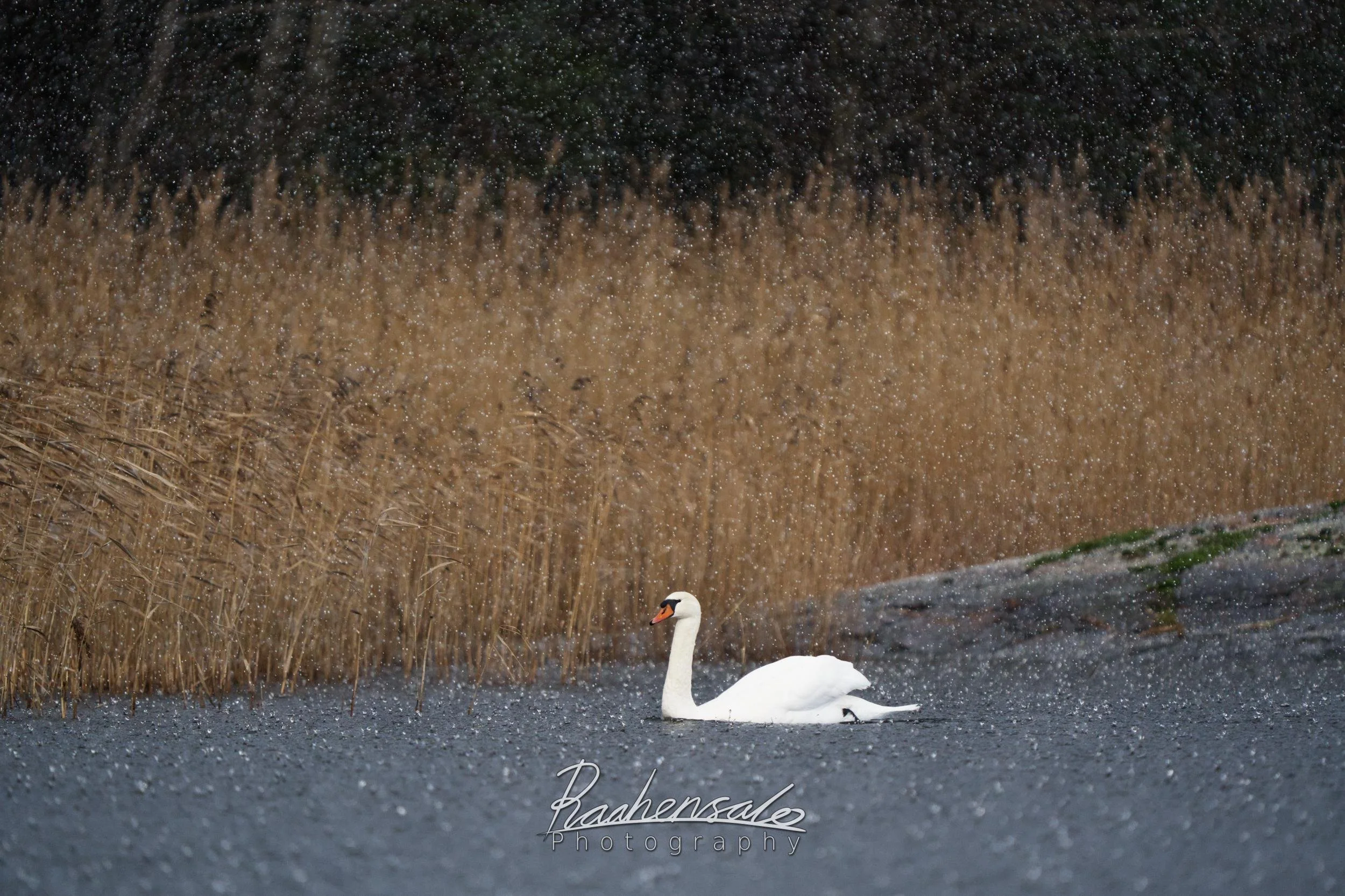 Mute Swan in halestorm