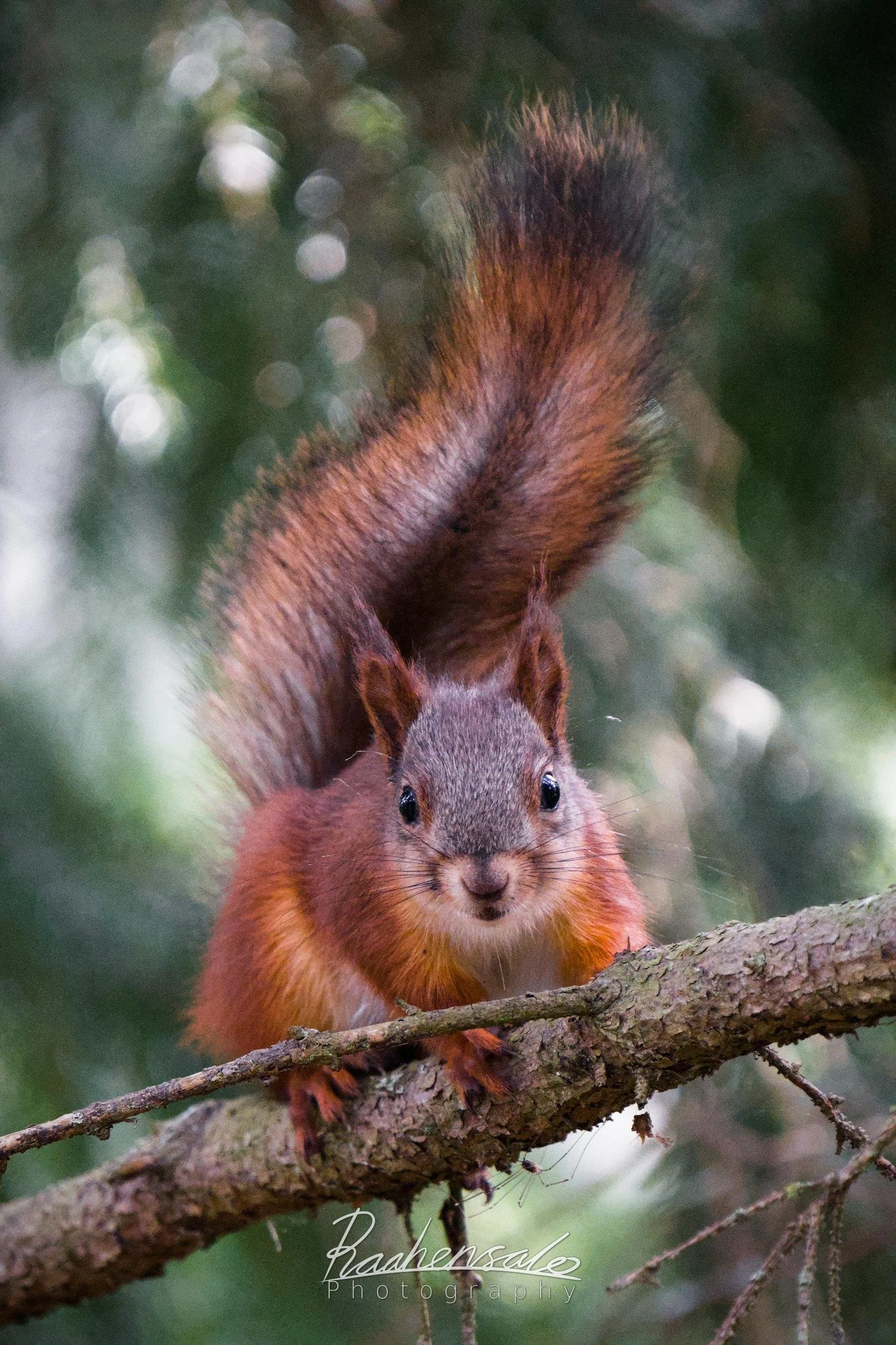 Young red squirrel