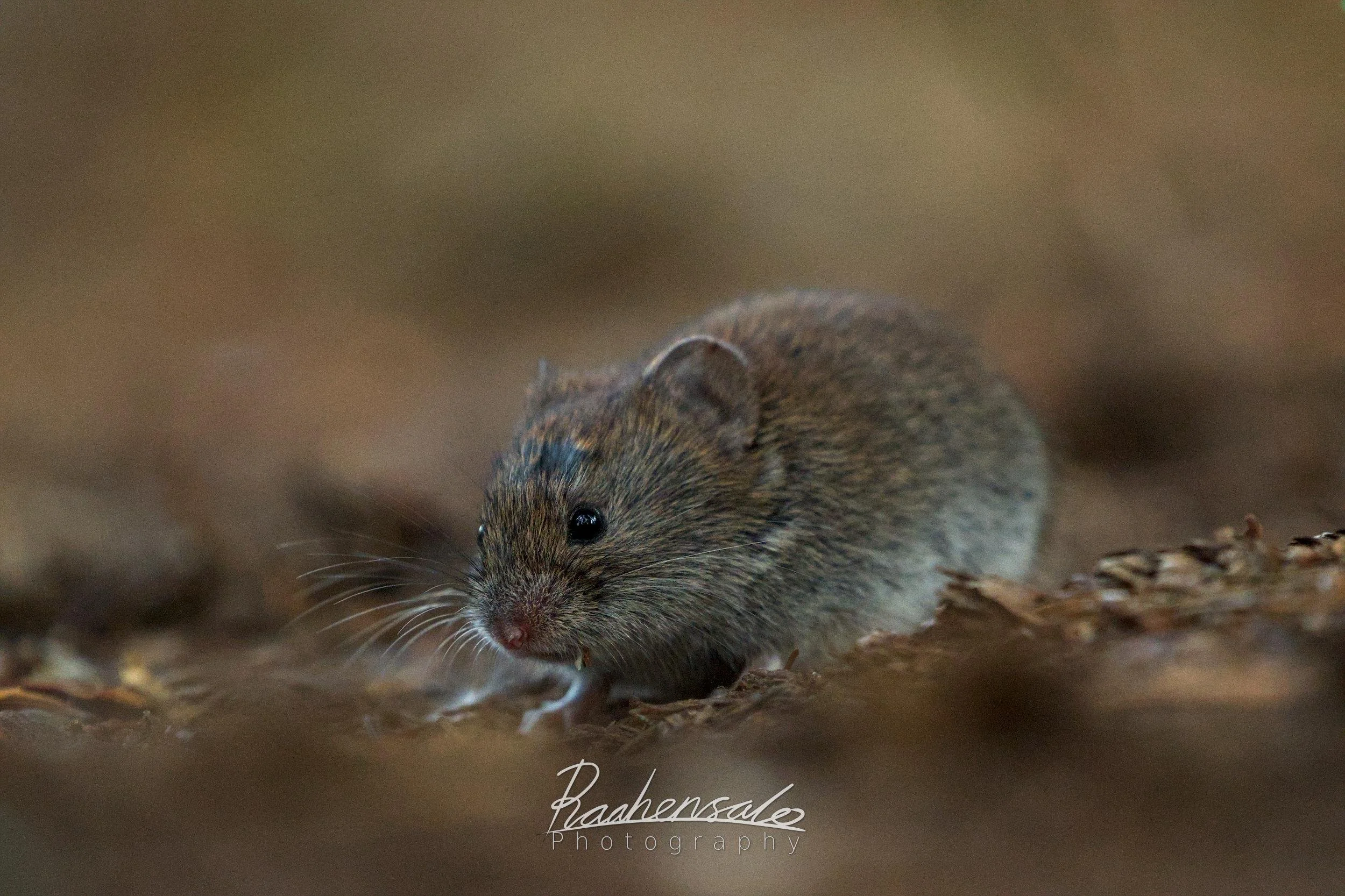 Bank vole