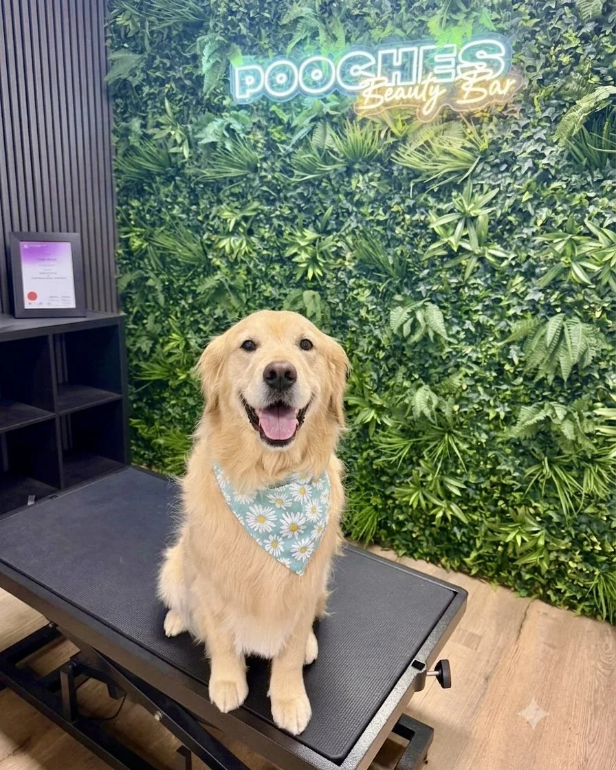 original-DBC4B4A5-3C4F-4218-9101-BC28CB4B787F.jpeg