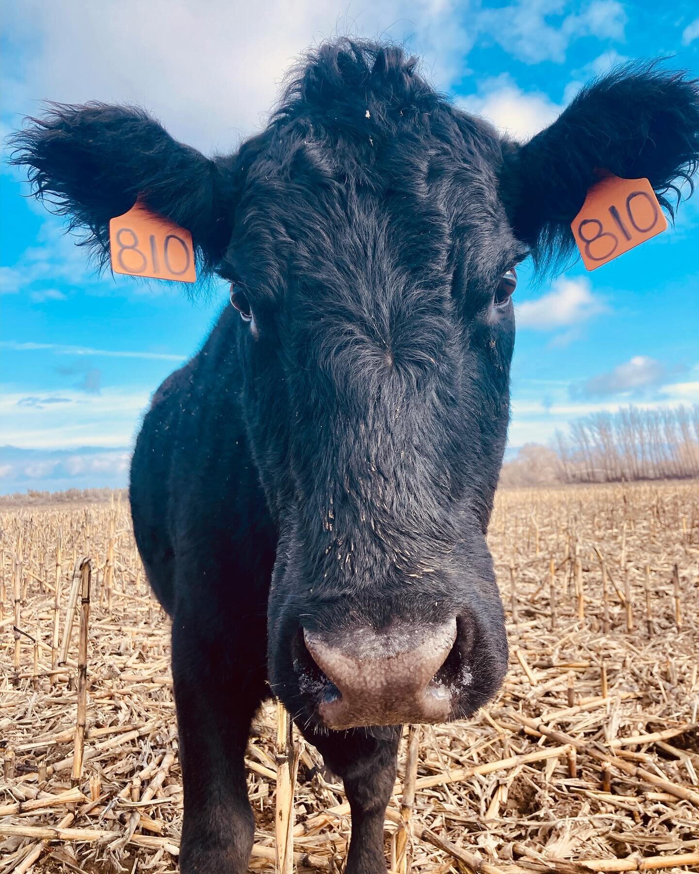 It&rsquo;s calving season! And while it&rsquo;s our most important job to allow these mommas to do their thing, it&rsquo;s just as important for us to help them along. A few things that we&rsquo;ve found helpful to a successful calving season&hellip;