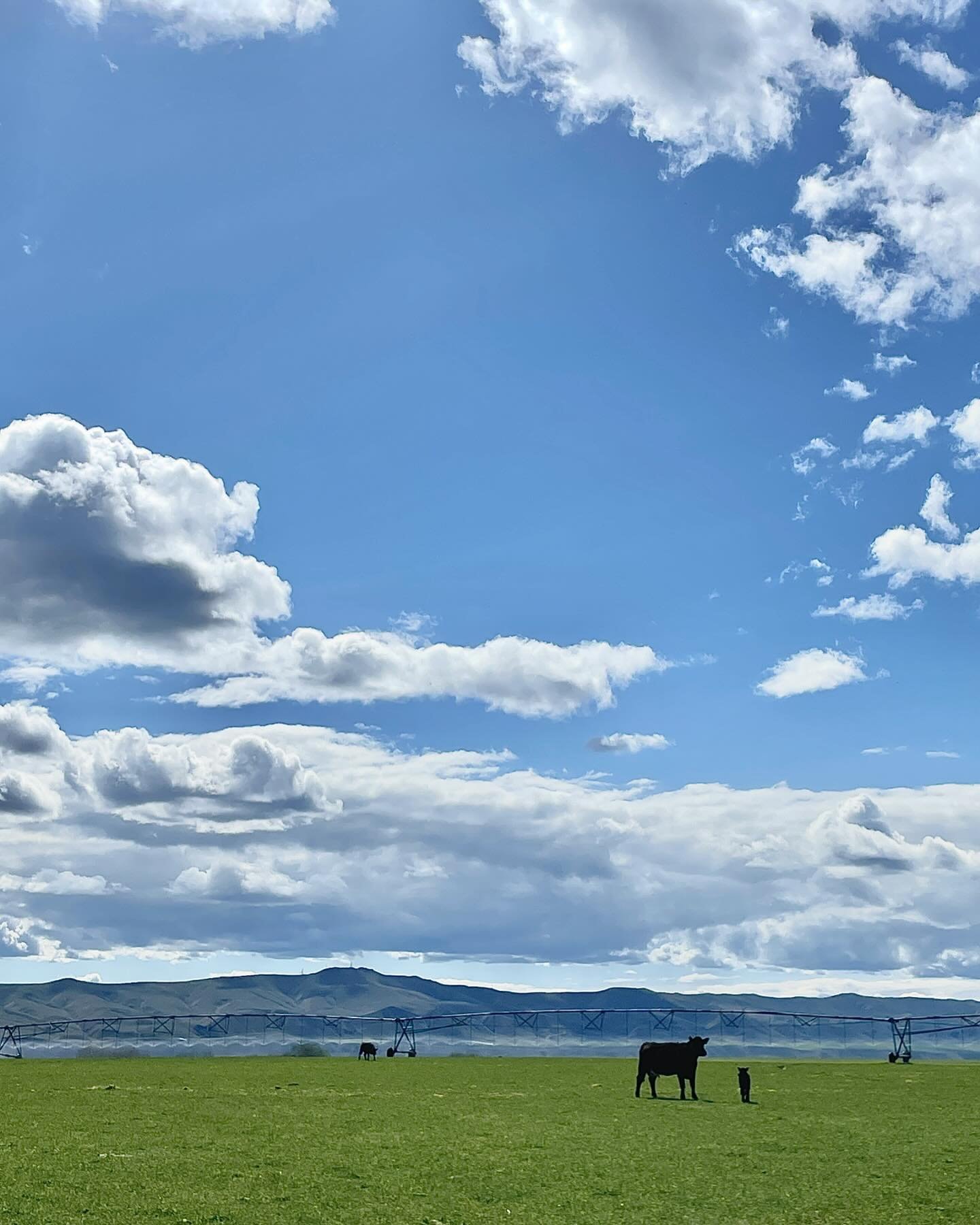 Just in case the sun isn&rsquo;t shining where you are, a little dose of spring for you courtesy of the Royal Slope. 

Spring is in full bloom and we&rsquo;re busy bees finishing calving, branding babies, and starting farming.