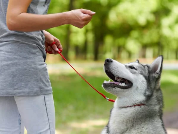 dog in manners class sit stay