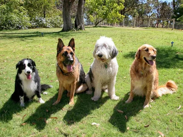 dogs in advanced training class no force