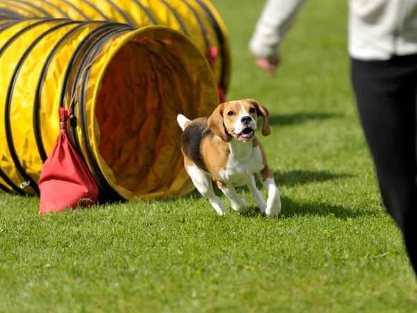 Dog in agility course having fun
