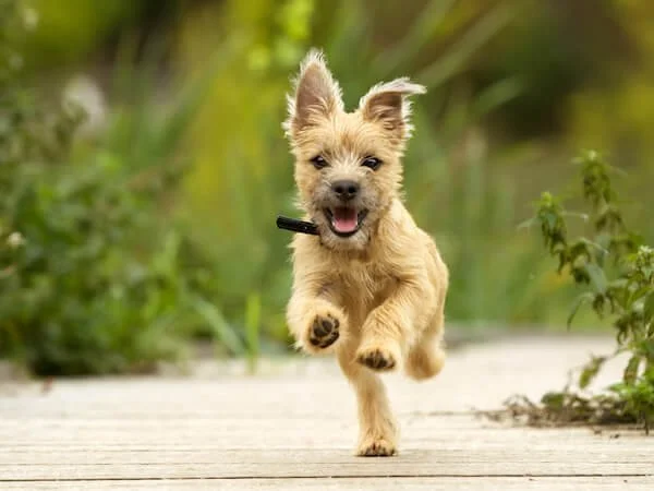 Happy dog coming when called excellent recall