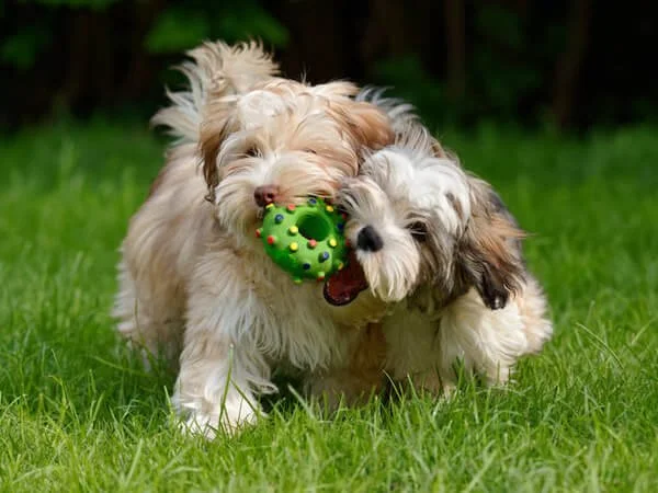 Puppies  playing and learning socialization together