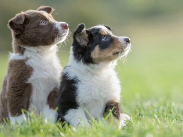 Two puppies in obedience class