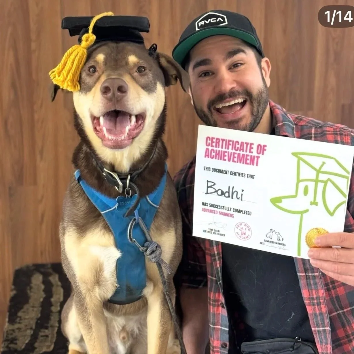 puppy training north vancouver bodhi