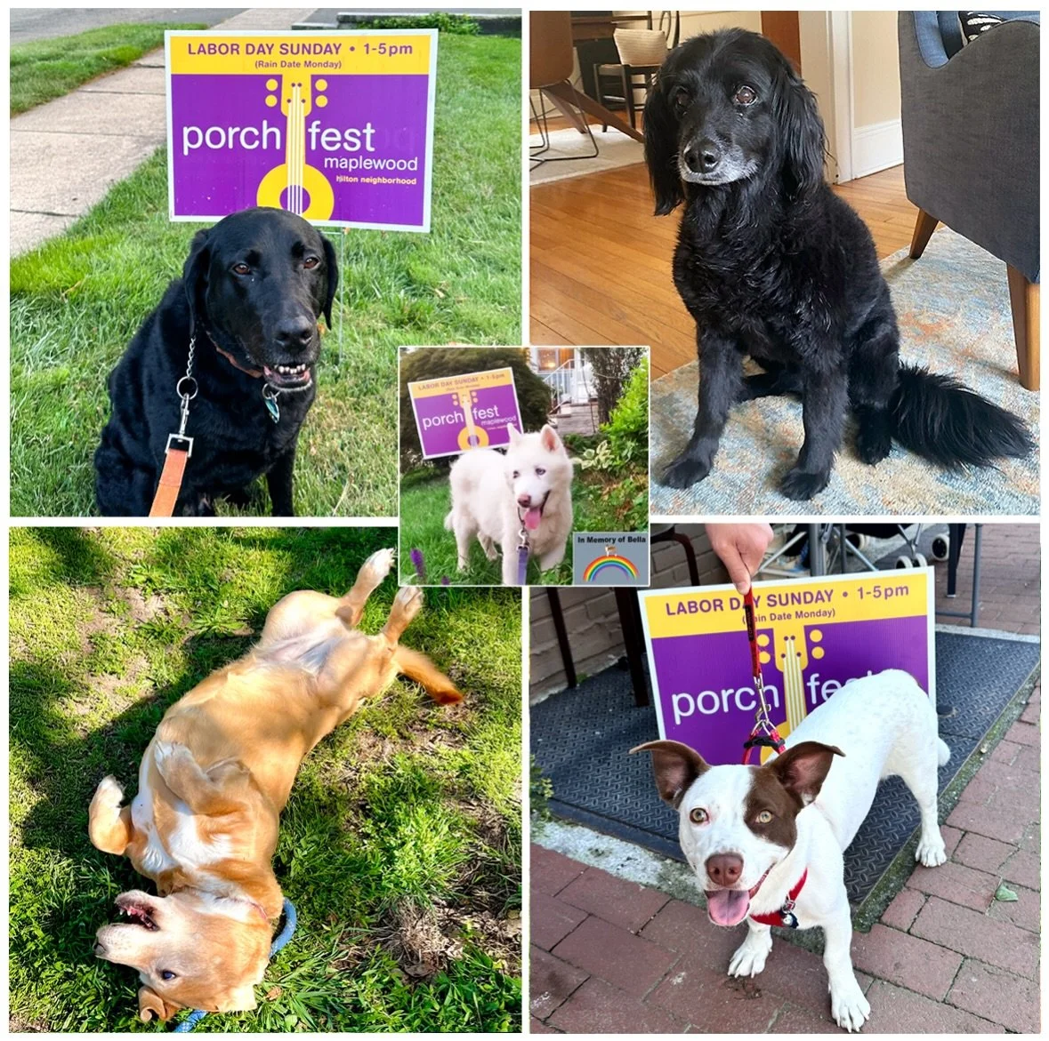 🐾 Happy National Dog Day from Maplewood Porchfest! 🐶

We love our furry friends just as much as our amazing lineup of performers! On Sunday, September 6th, bring the whole family along - pups included (provided they love crowds and live music)! 🎸?