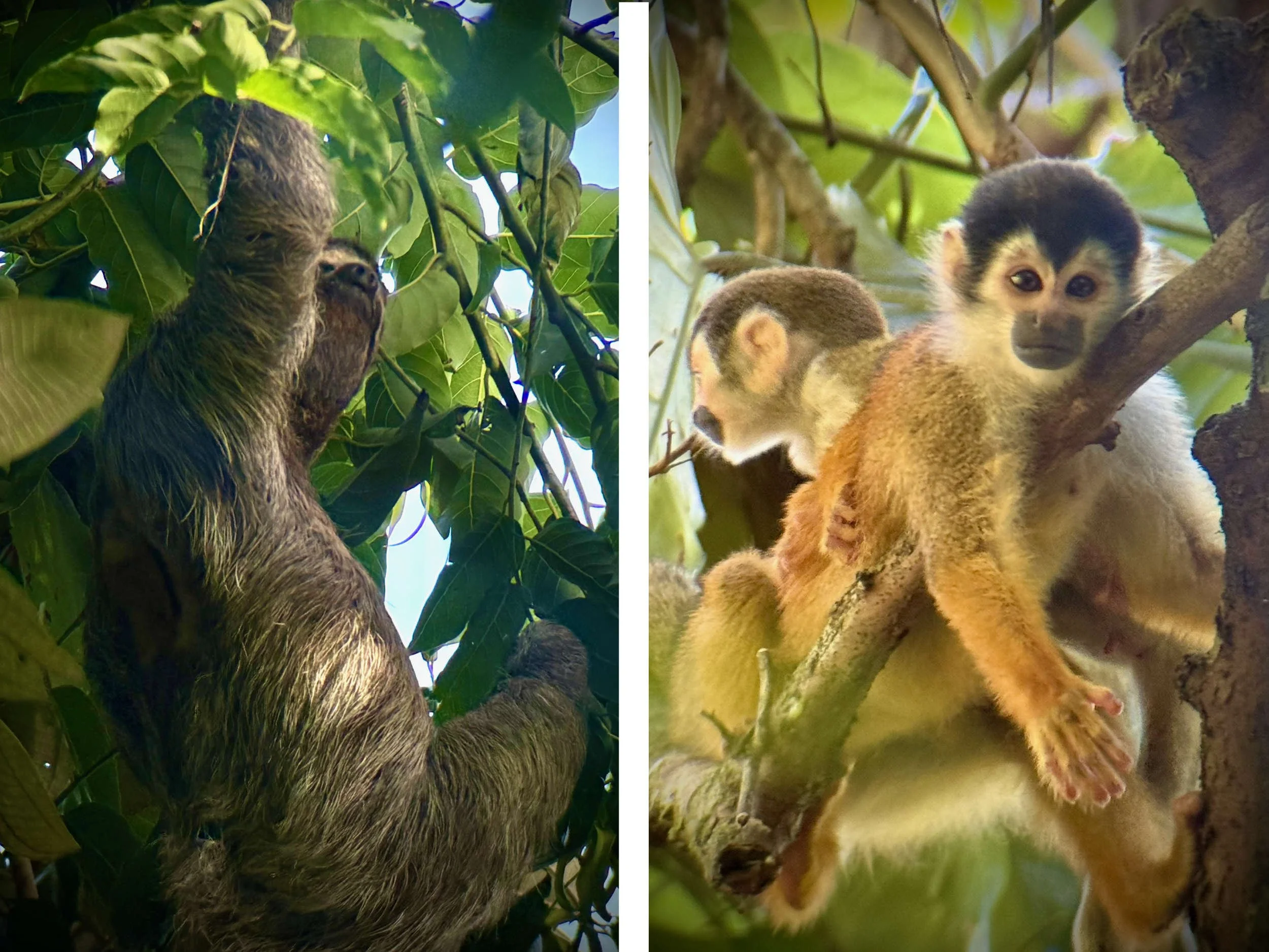 Costa Rica Sloth Capucin Monkeys at Casa Zen